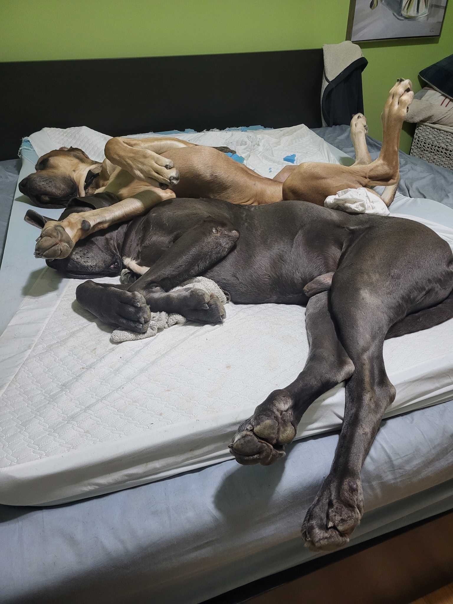 Two brothers caught in the act of stealing the bed!