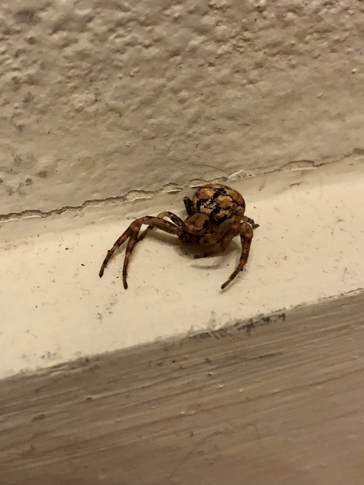 The Intriguing World of Crab Spiders 2