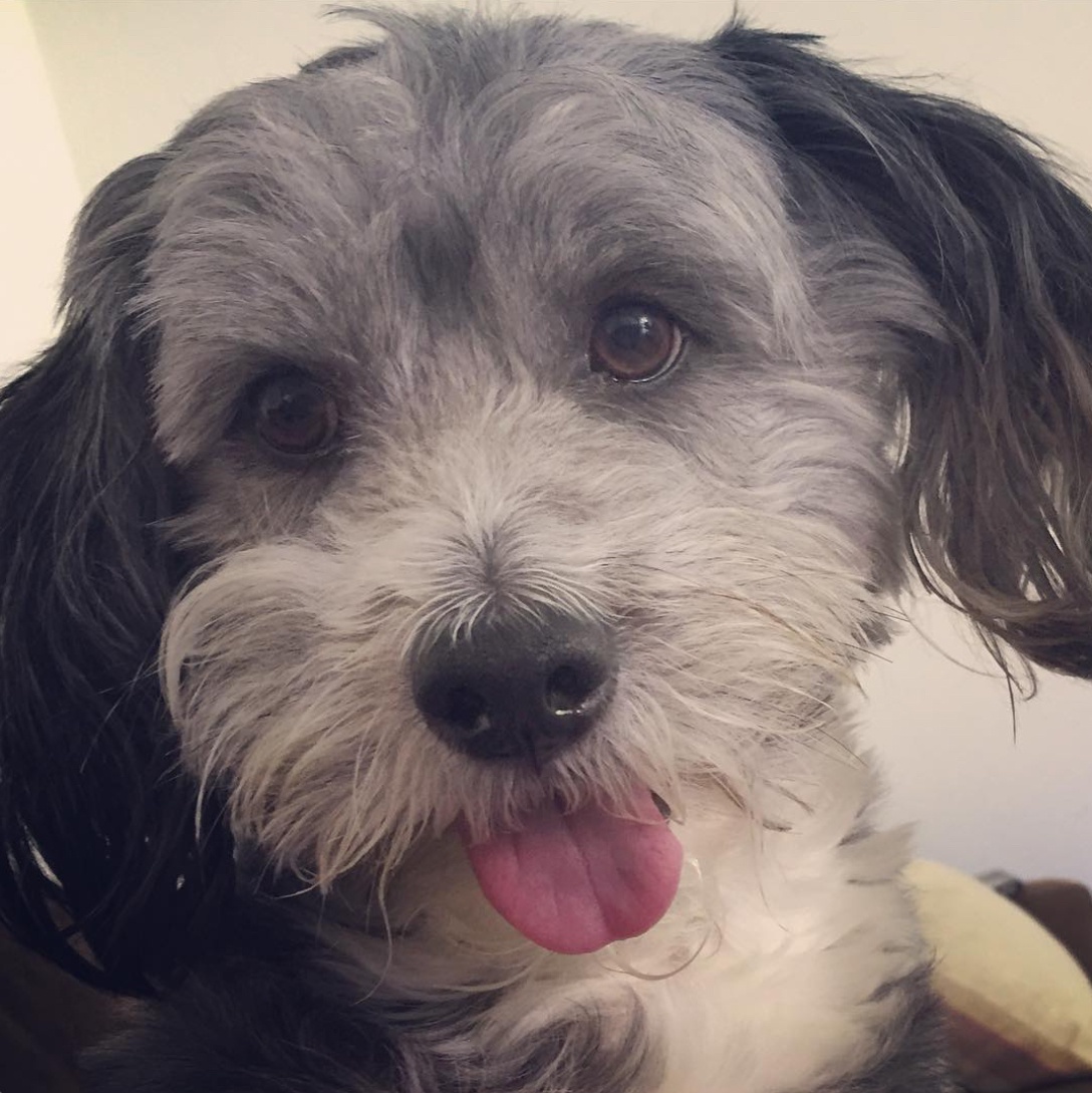 Meet My Adorable Street Rescue Puppy