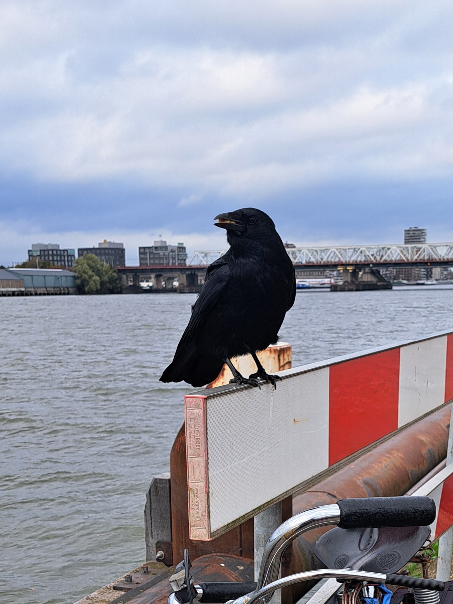 A Memorable Encounter with the Corvids