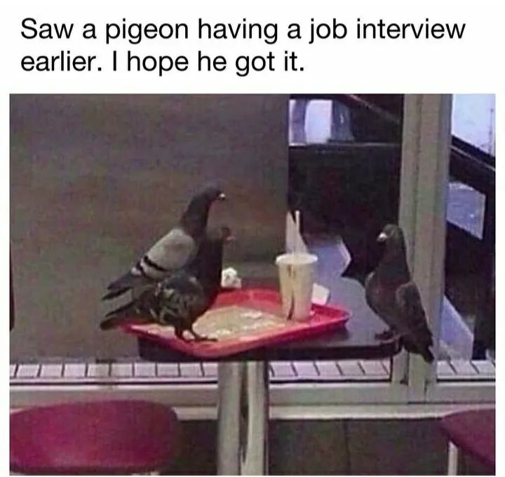 The Bird Economy is Taking a Dive Too!