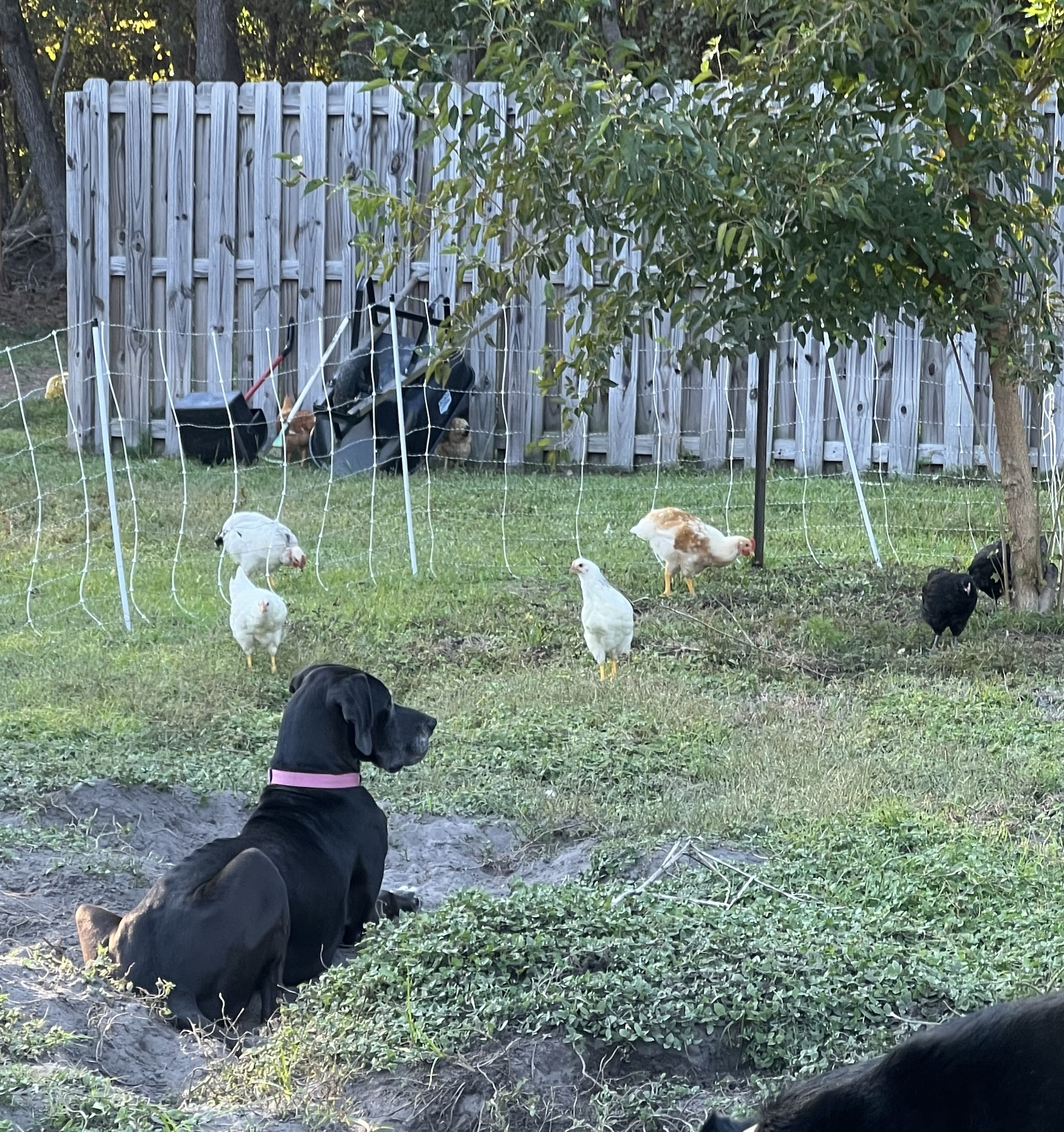 Callie the Cat: An Enthralling Spectator of Chickens