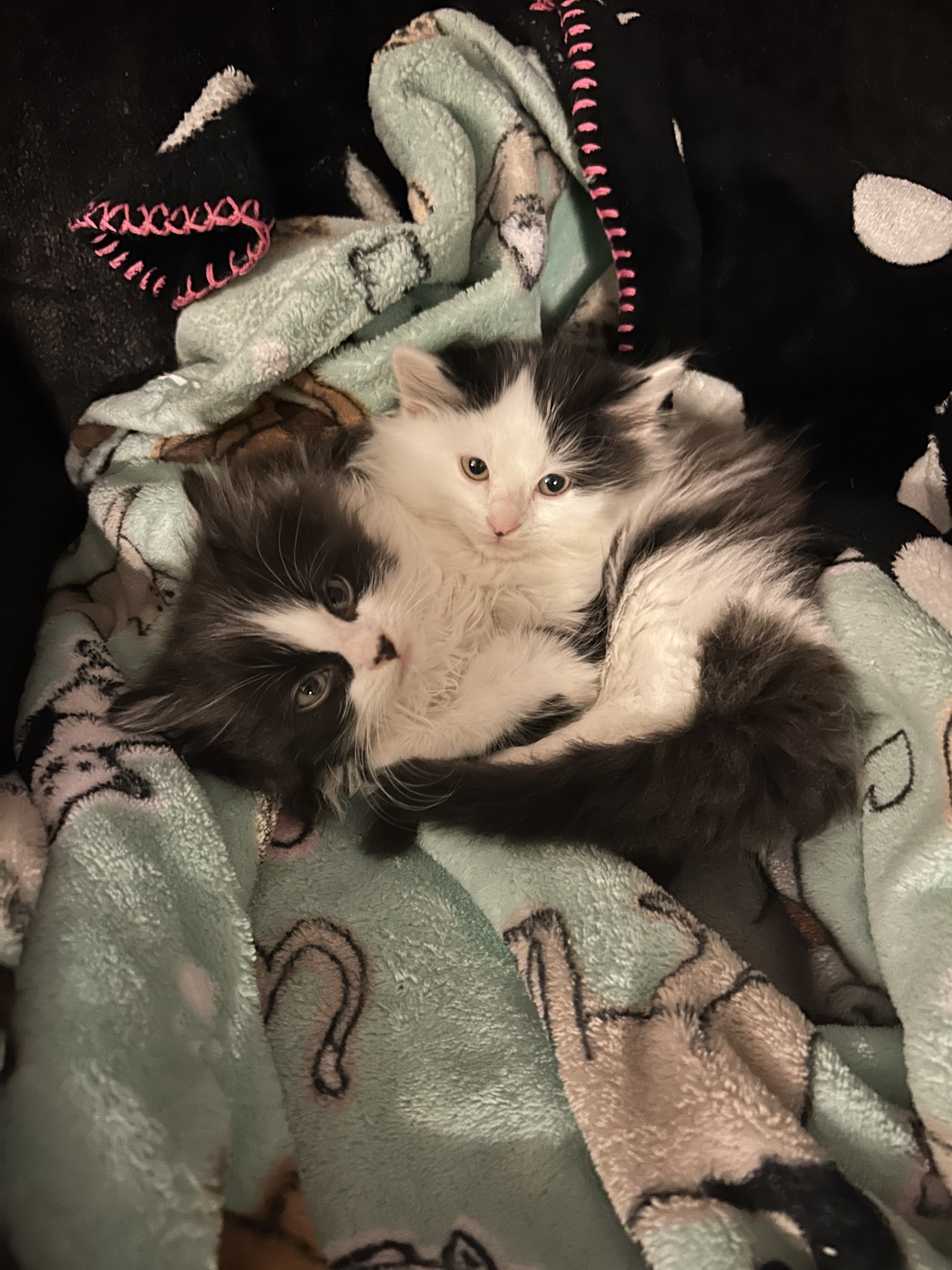 Meet the New Kittens Taking Over the House!