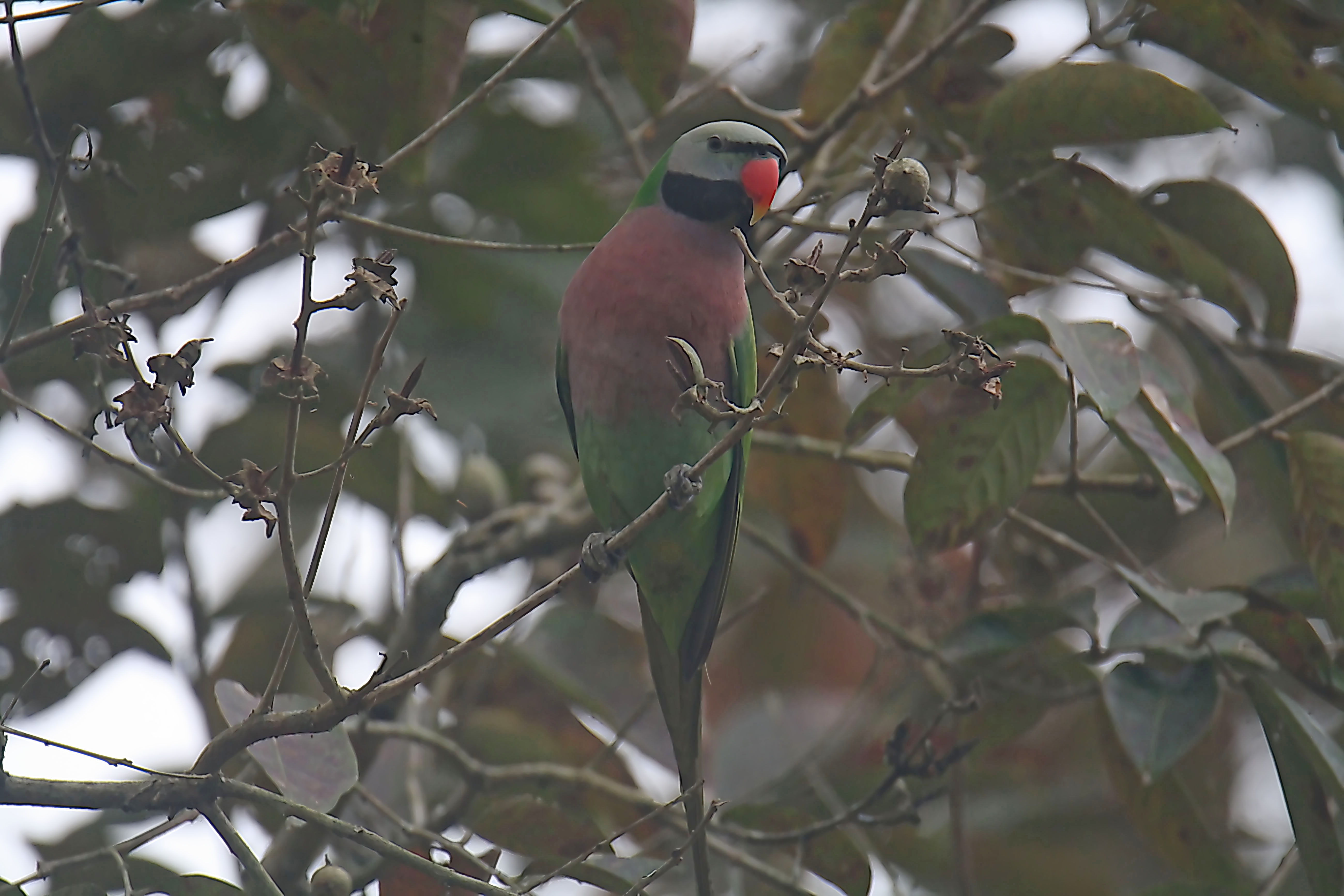 Meet the Vibrant Red Breasted Parakeet