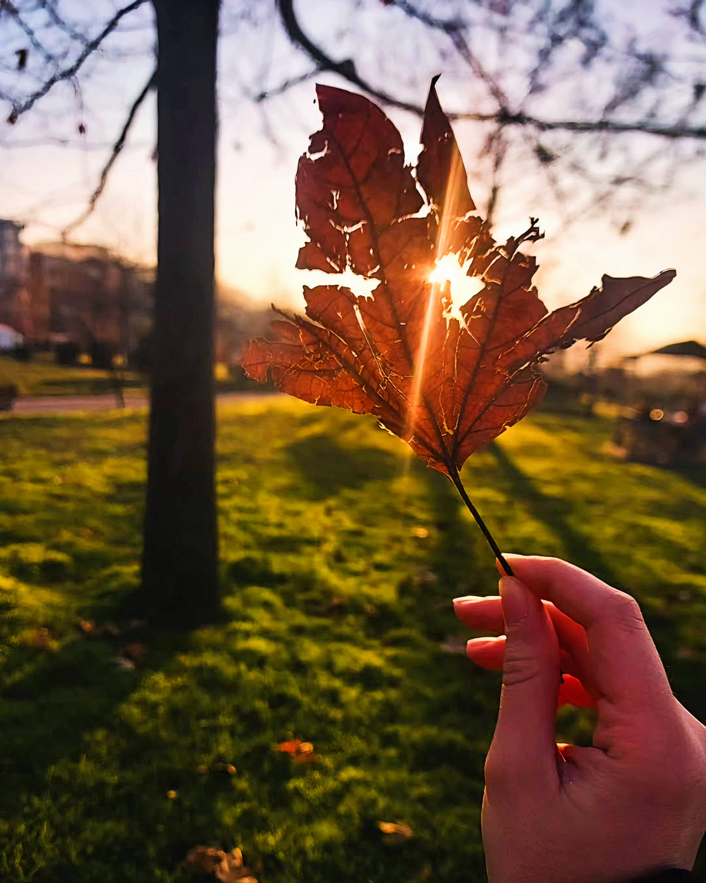 A Leaf Enjoying Its Perfect Sunbathing Moment