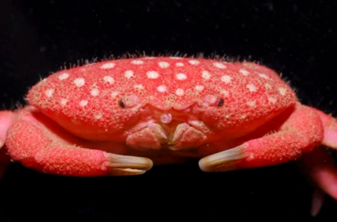 Meet the Fascinating and Uncommon Creatures of Our World