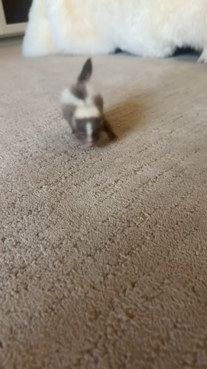 Meet Lefty: The Adorable 6-Week-Old Star!