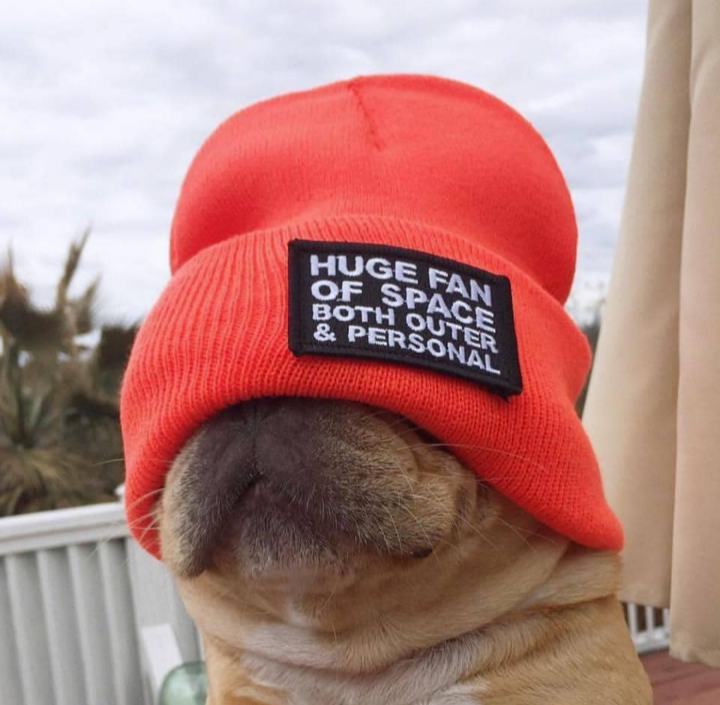 Absolutely! And I Can't Wait to Cuddle That Dog