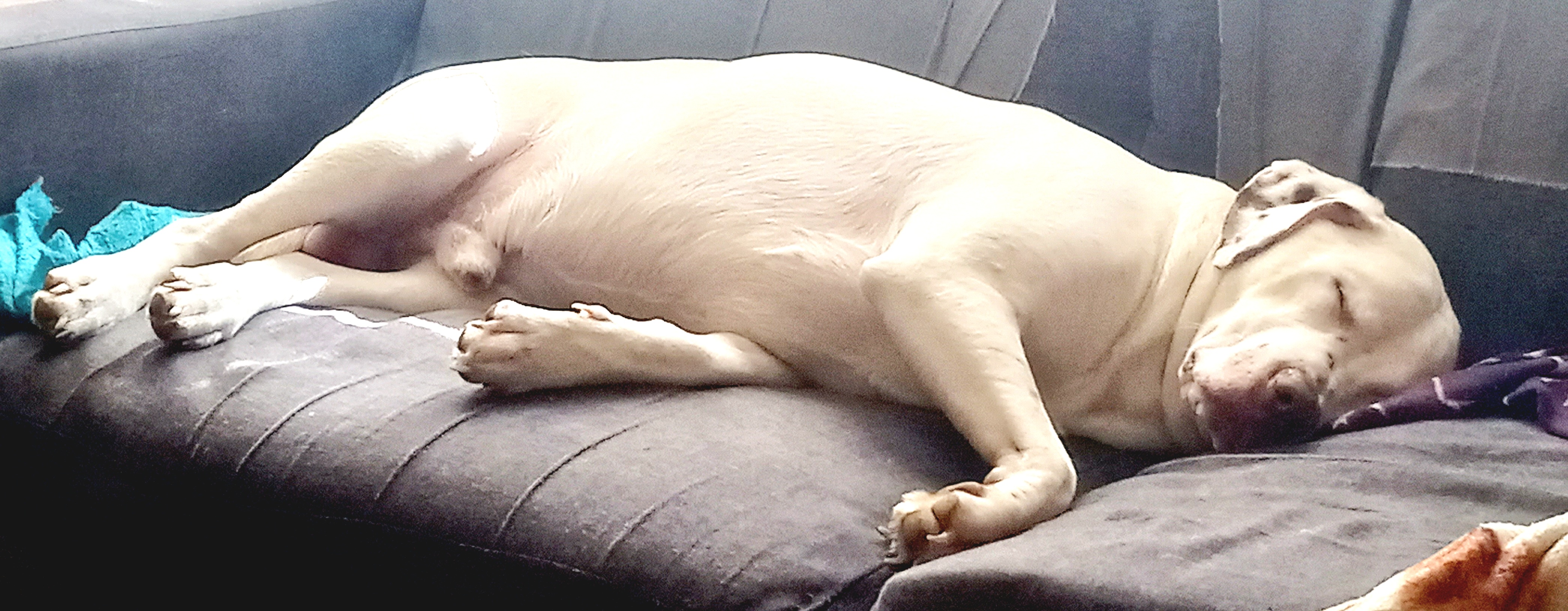 My 90 pounds of pure puppy love is all tuckered out!