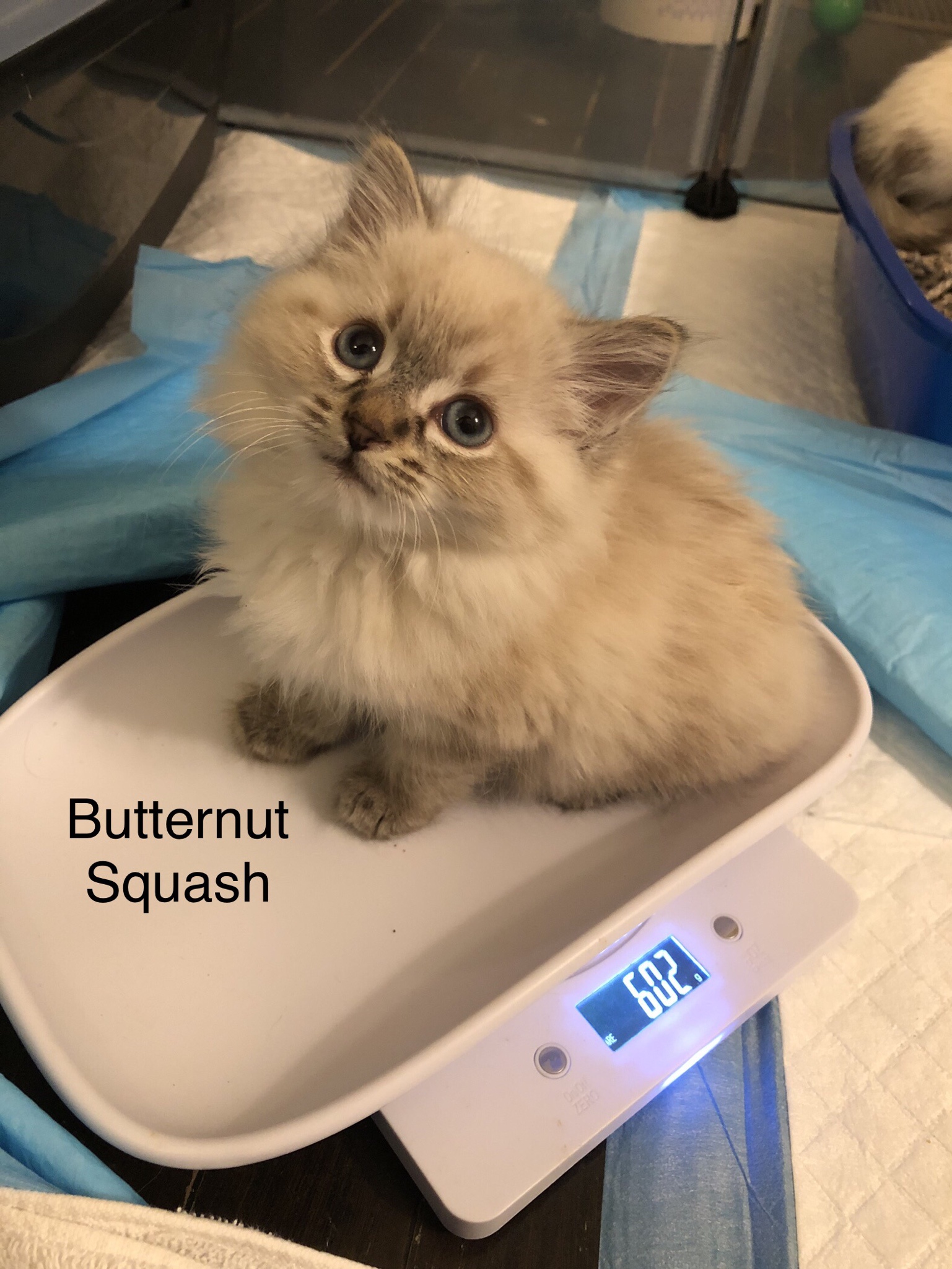Introducing the Adorable Thanksgiving Kittens!