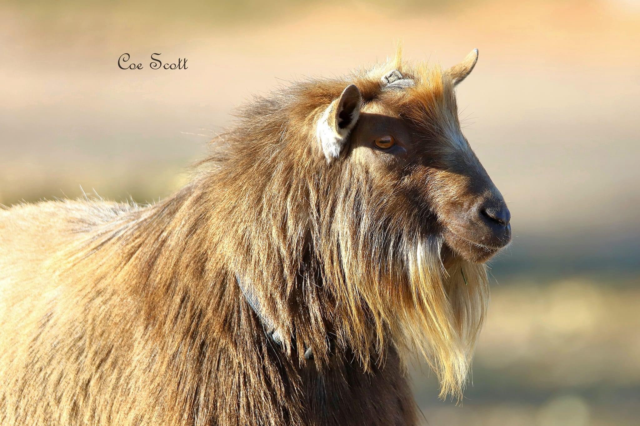 The Majestic Goat: Nature's Wonder