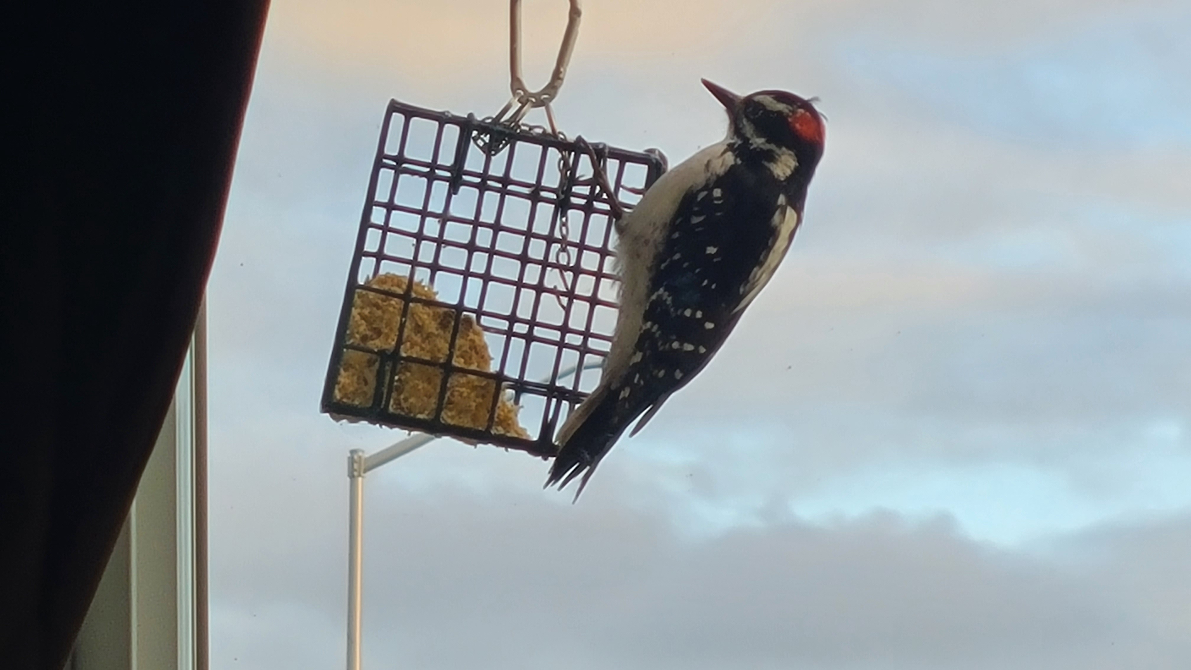 A Woodpecker Enjoying My Suet Feeder