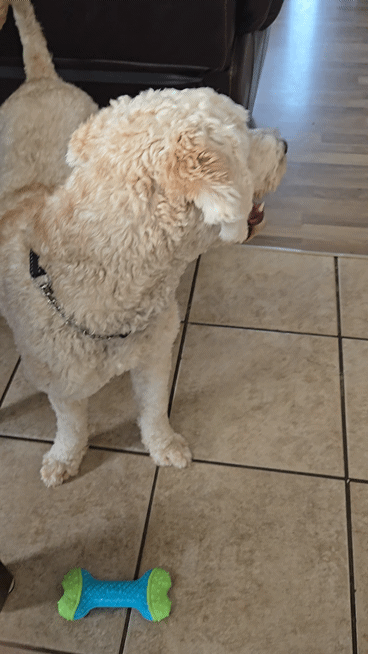 The Ultimate Super Pupper Rescue Squad!