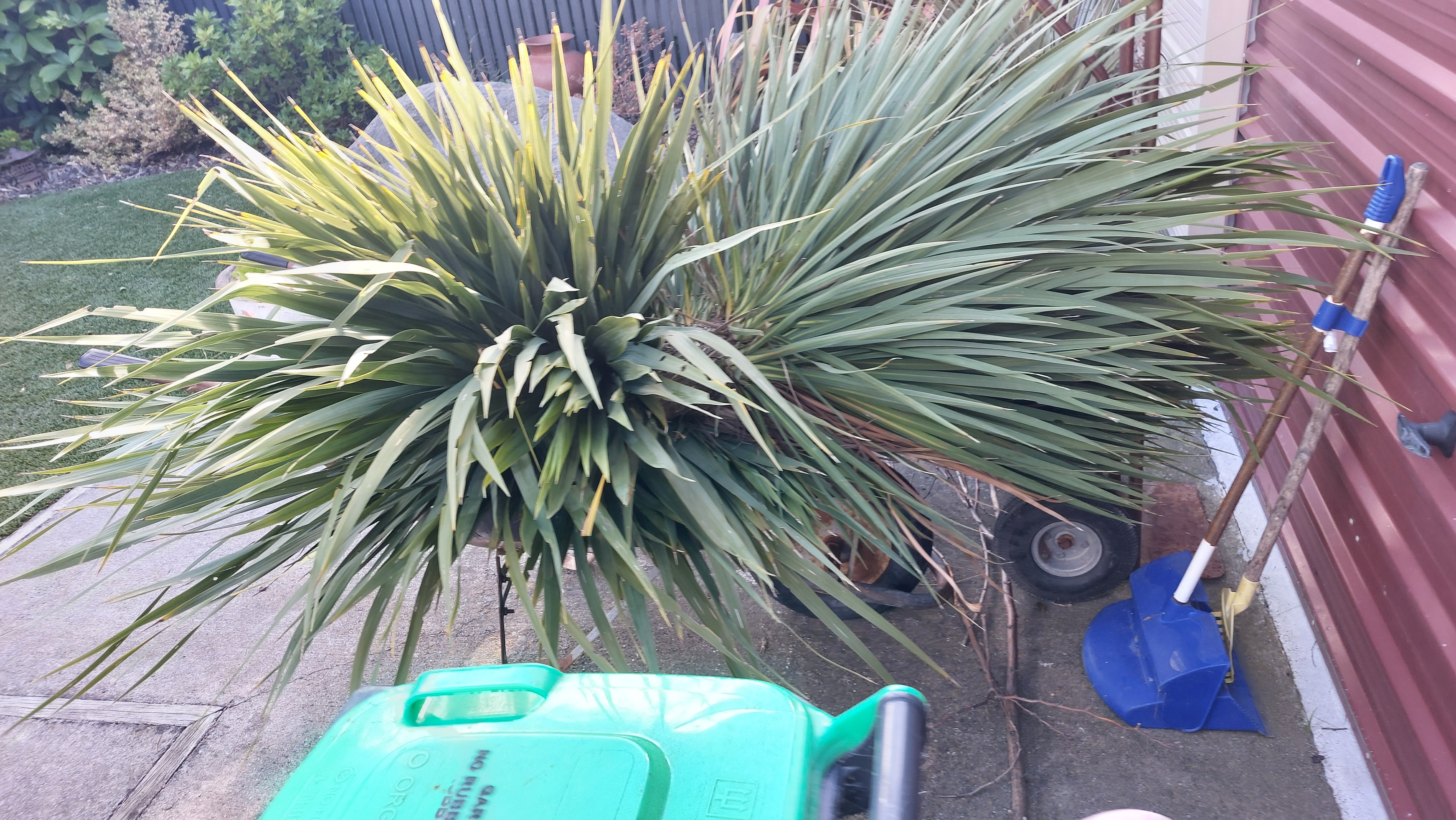 When the Cabbage Tree Takes a Tumble