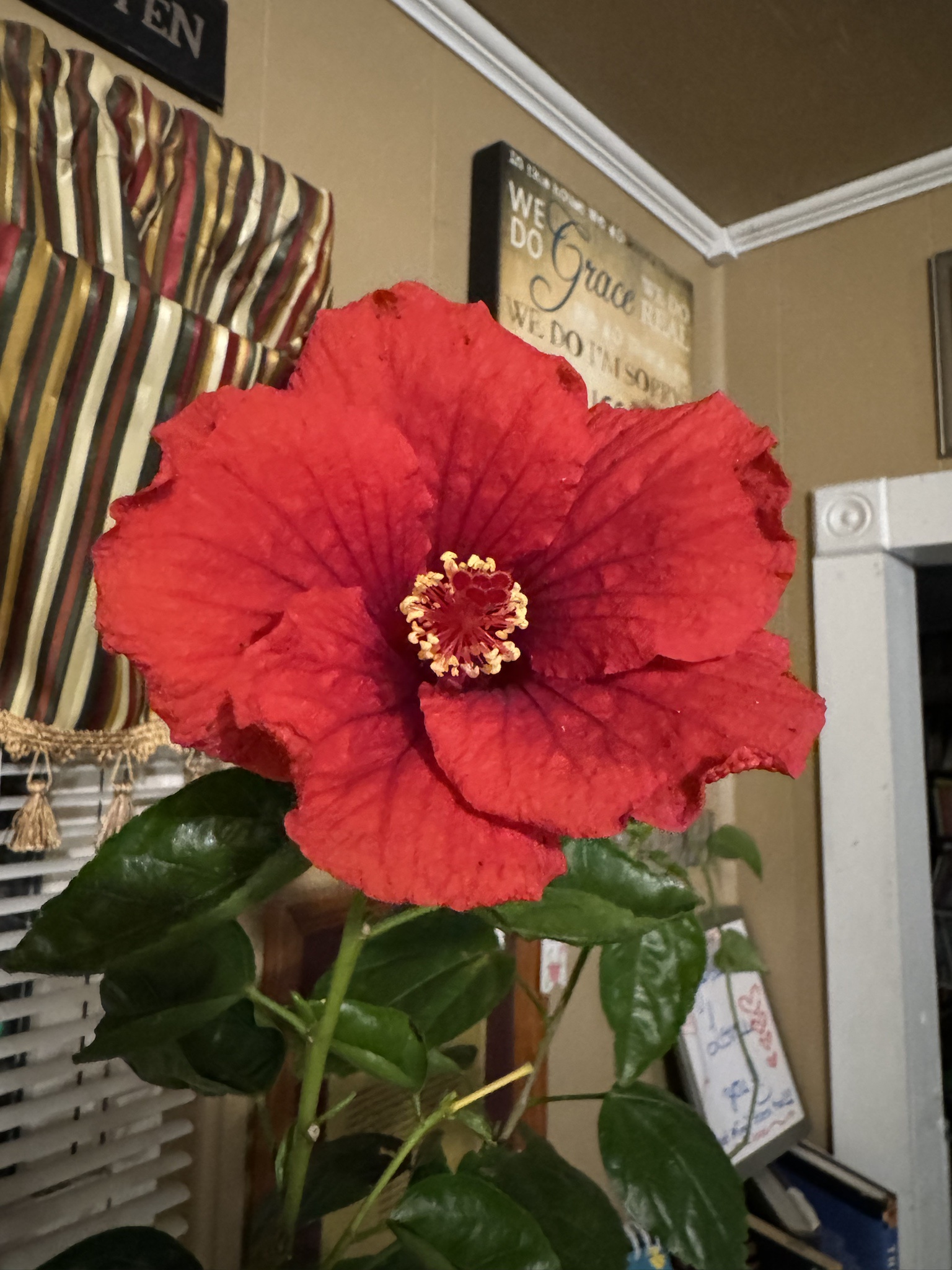 Hibiscus blooms bravely defying the Texas freeze