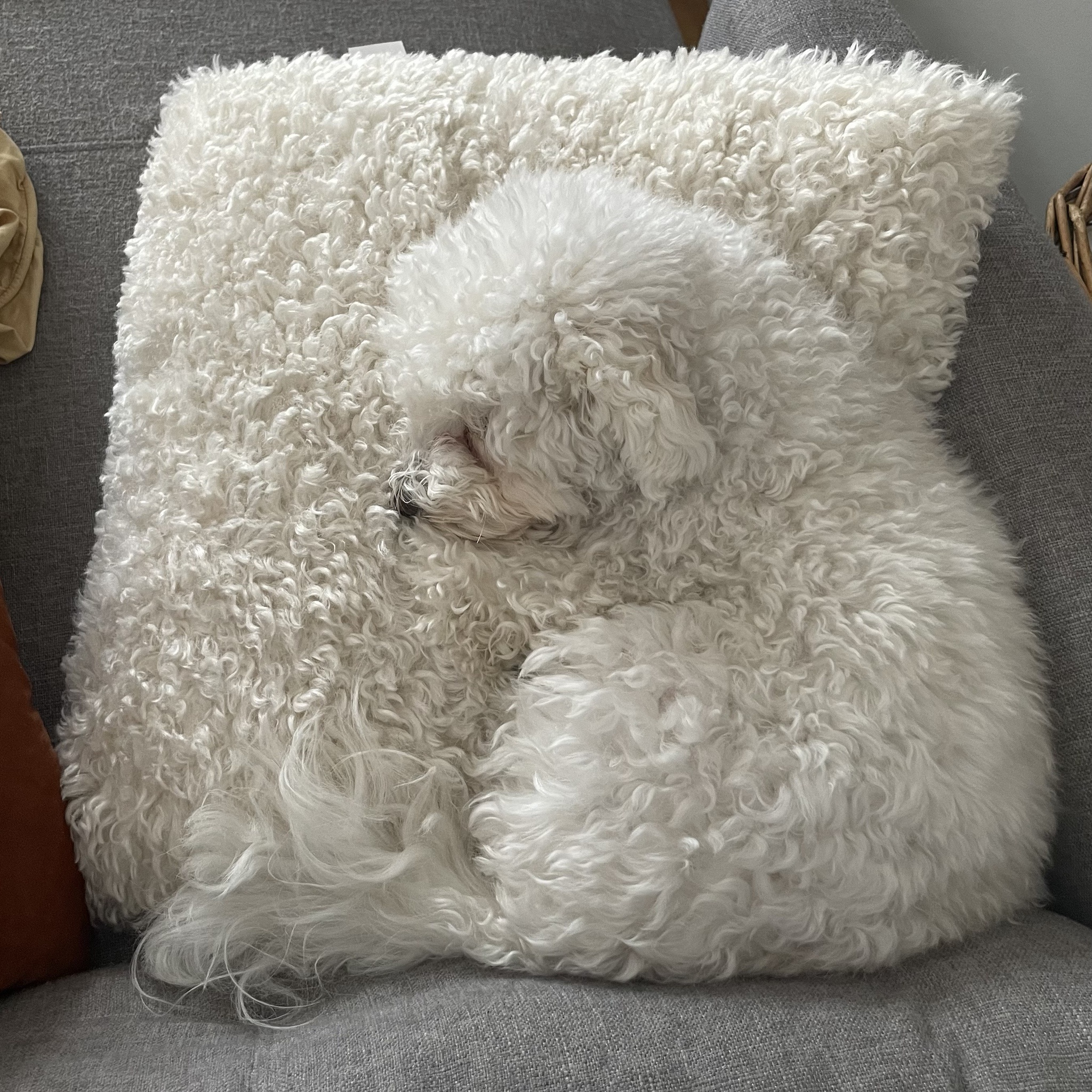 Meet Phyllo the Pillow: Your New Cozy Companion