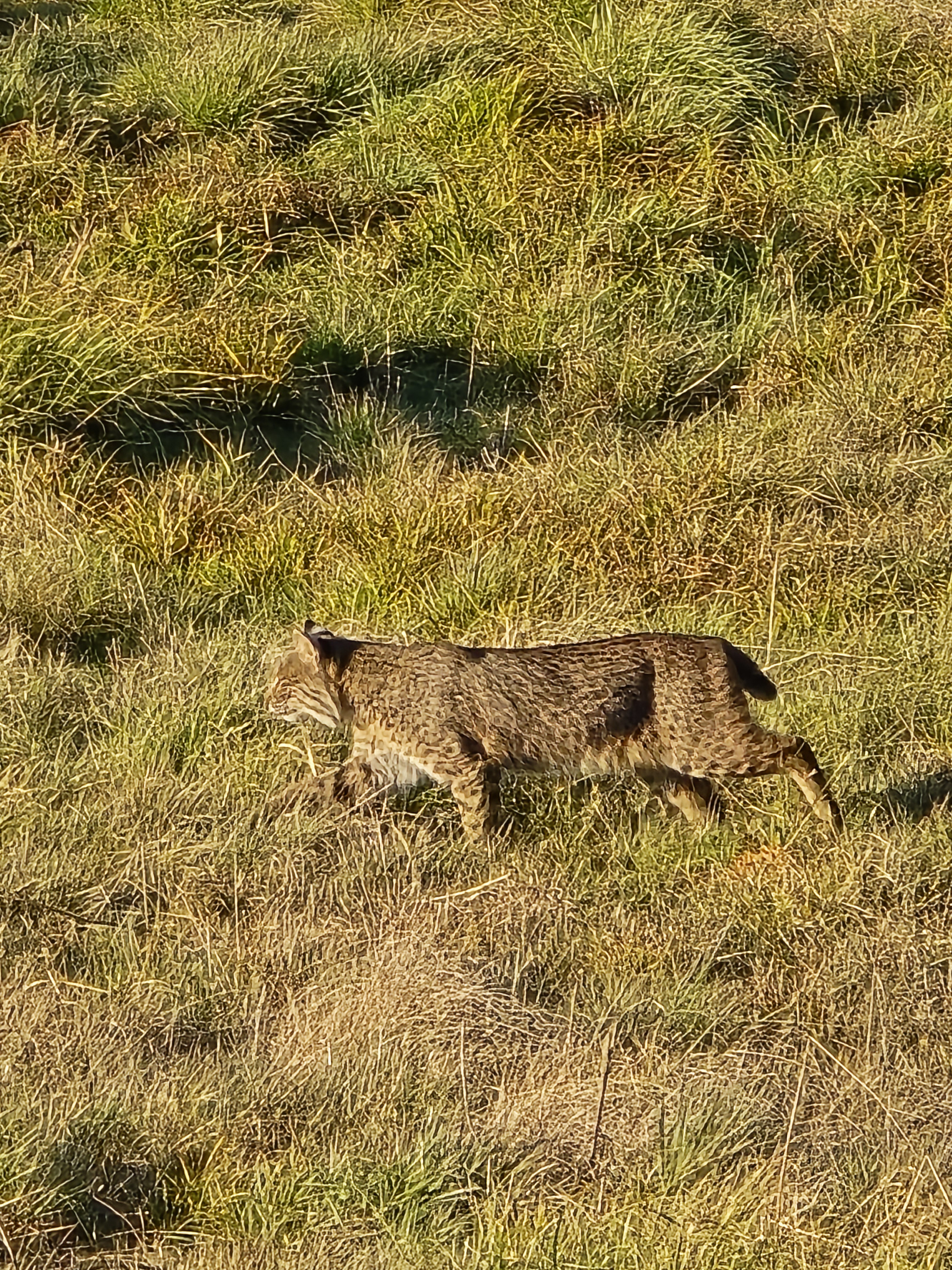 Meet Tilly the Bobcat