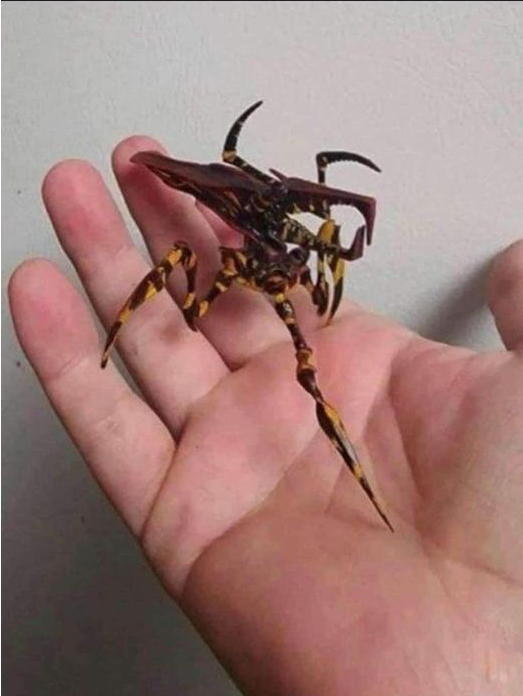 Mystery Insect Alert: Can You Identify This Creature My Cat Brought Inside?