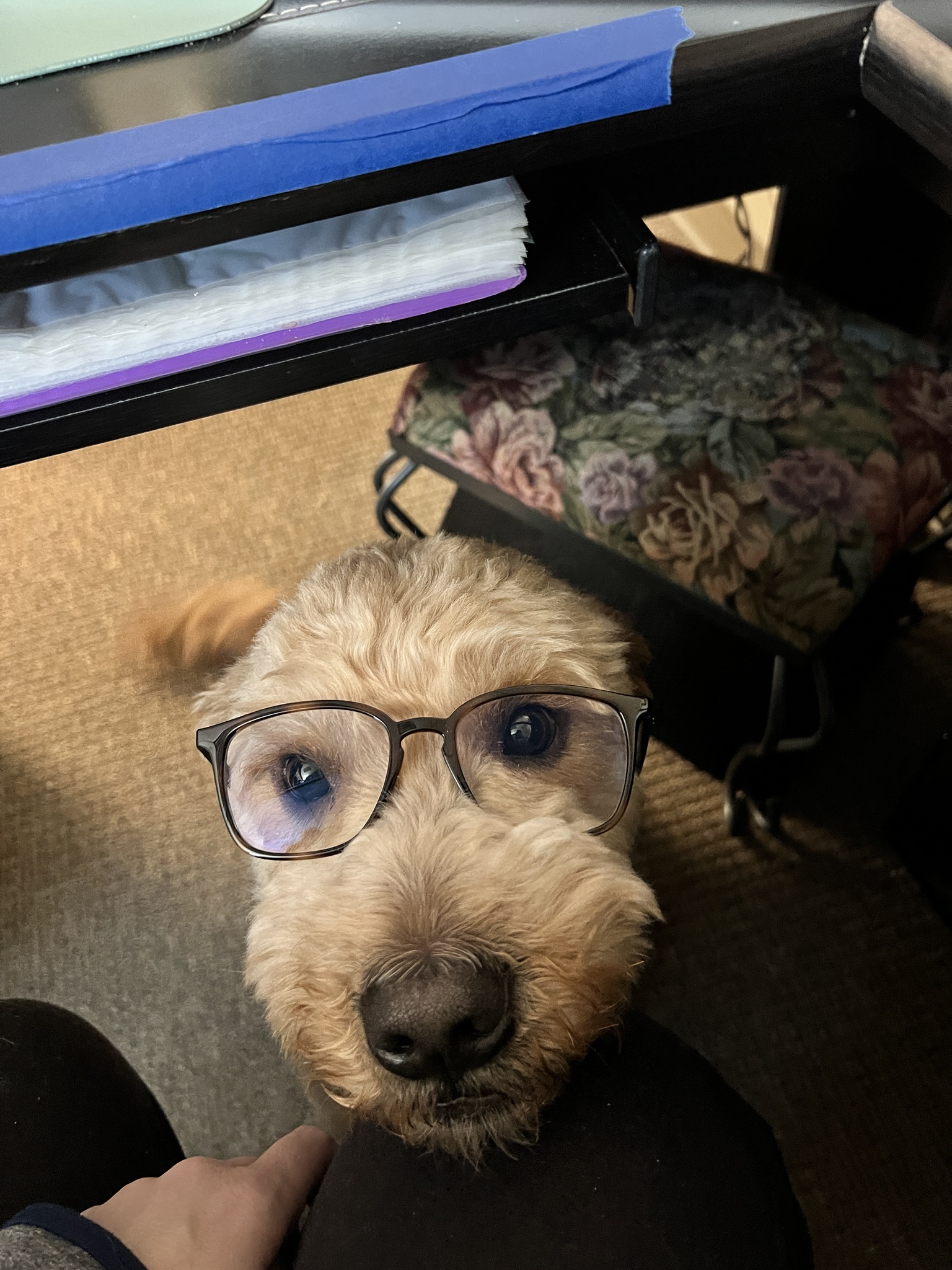 Meet Smart Murphy: The Clever Companion