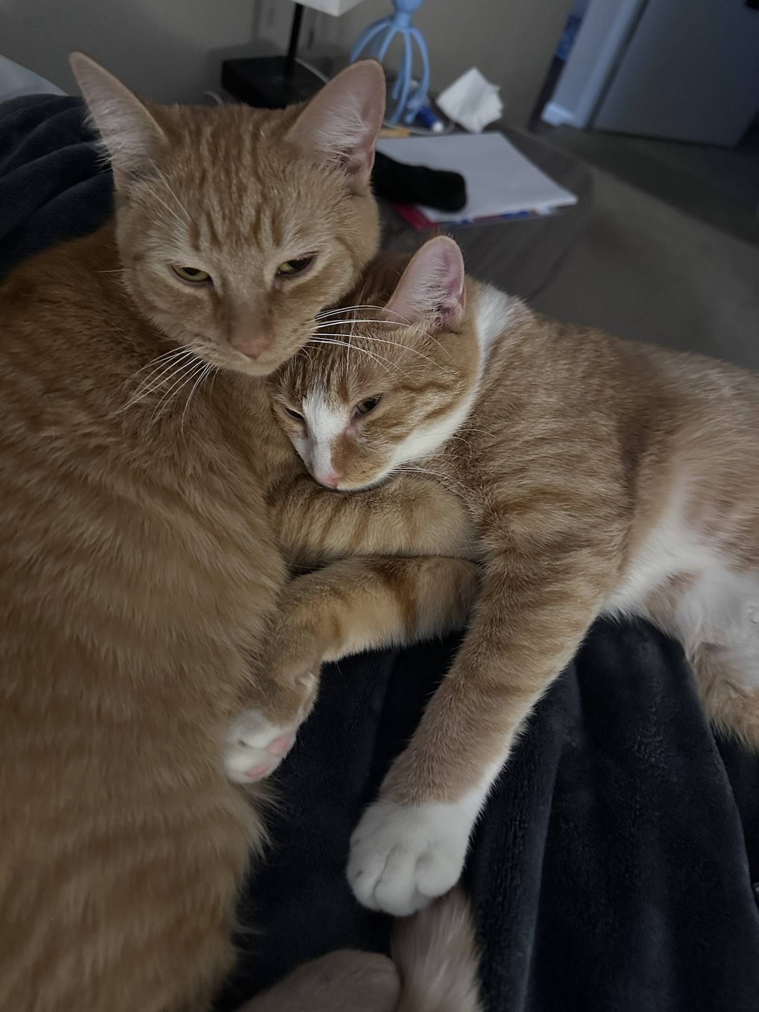 Meet My Beloved Boys: Frito and Funyun