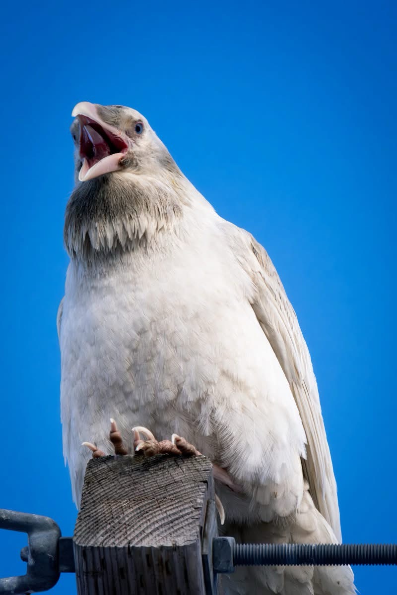 The Enigmatic White Raven: Nature's Rare Beauty
