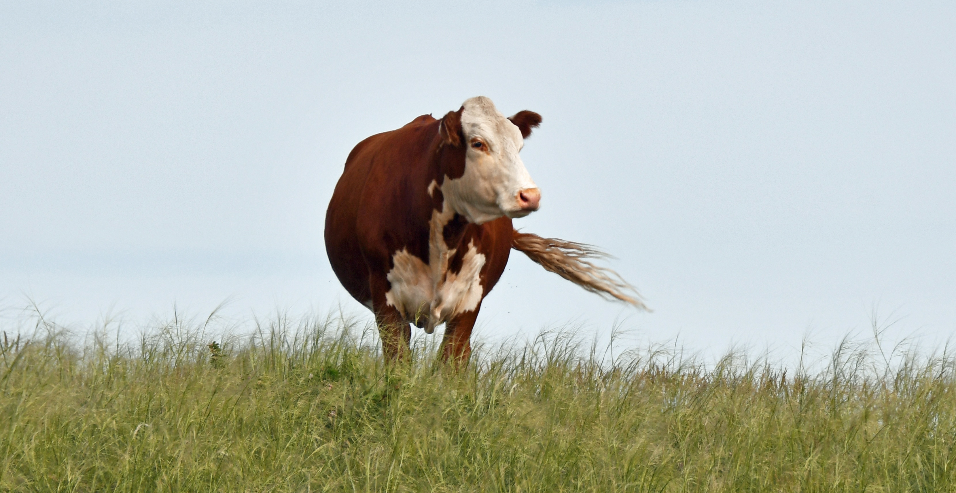 A Thoughtful Hereford Cow Contemplates Life on a Windy Hilltop