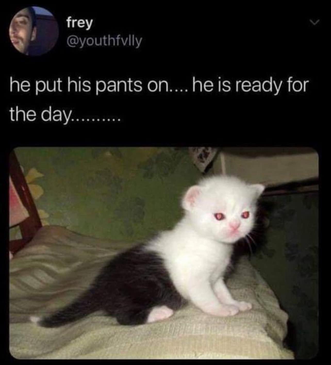 A treasure trove of memes to help us through tough times