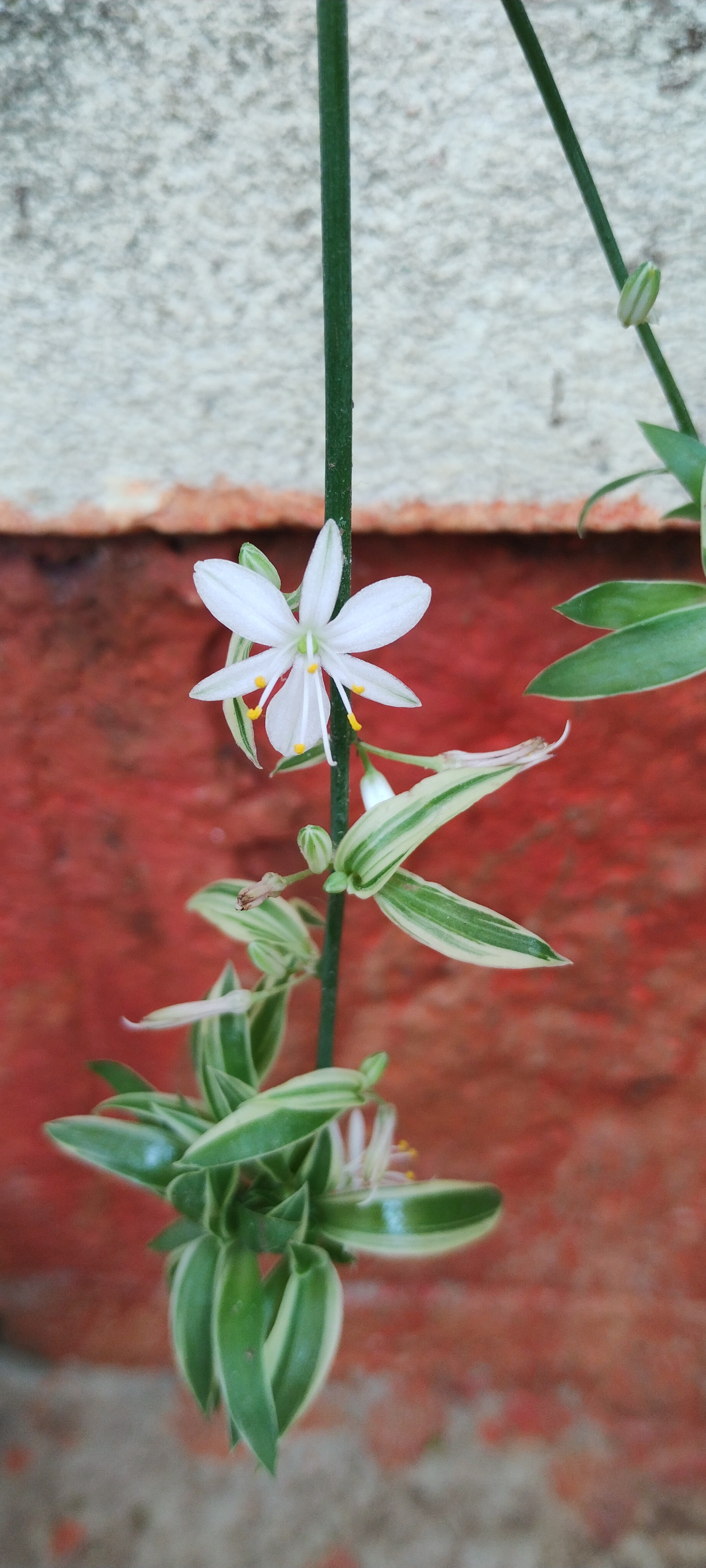 Did You Know? Spider Plants Can Bloom Beautiful Flowers!