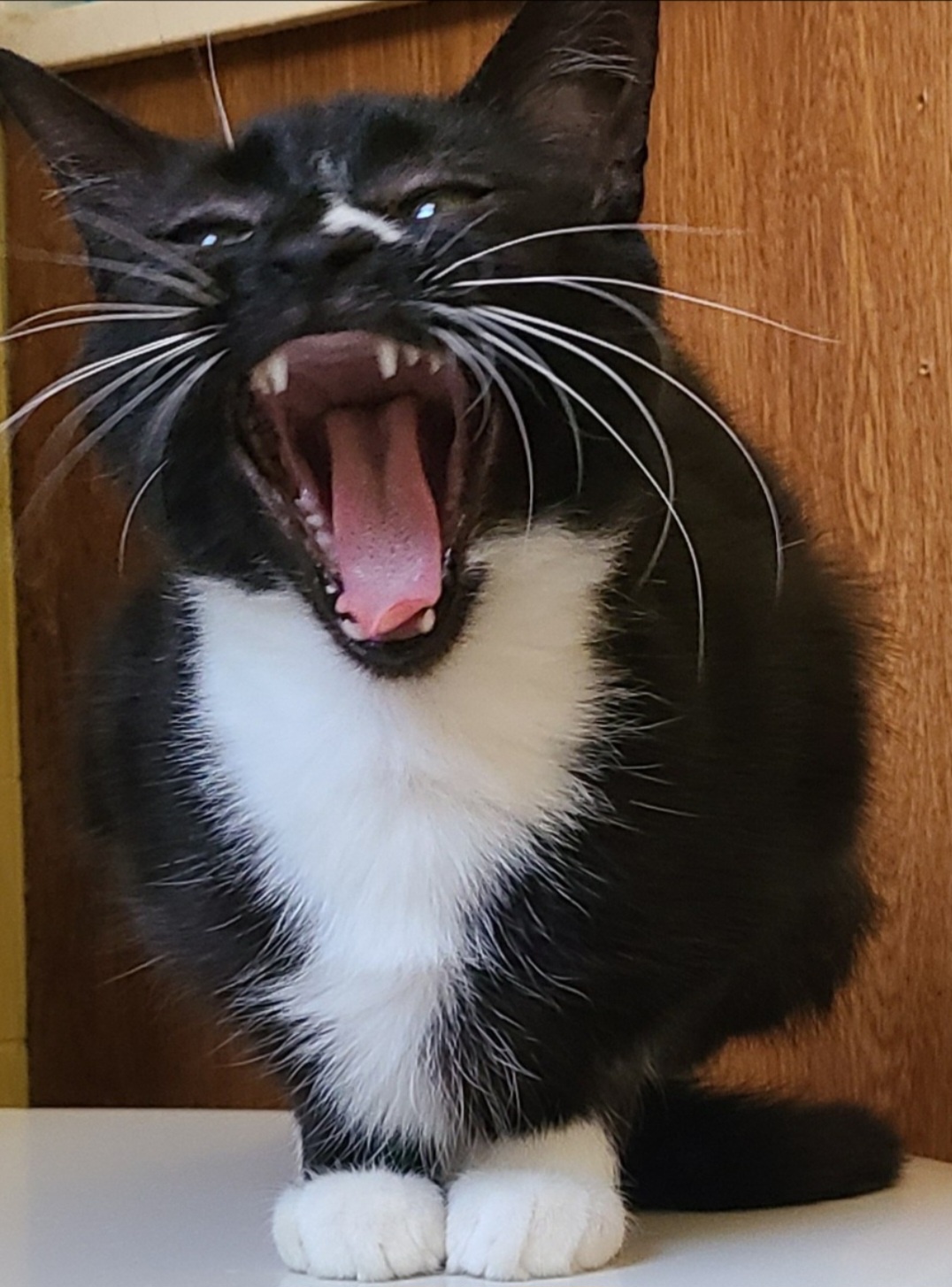 Big Yawns on Caturday: The Ultimate Cat Vibe