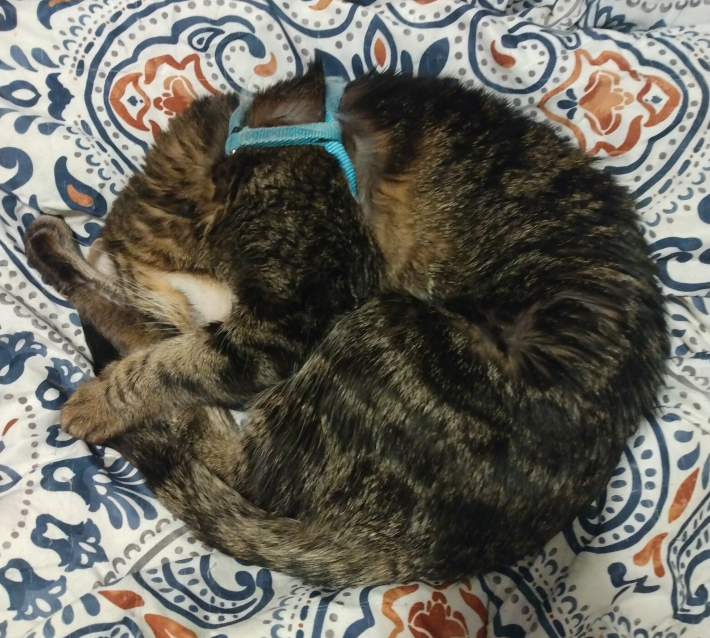 I just found a new home for my cat today...