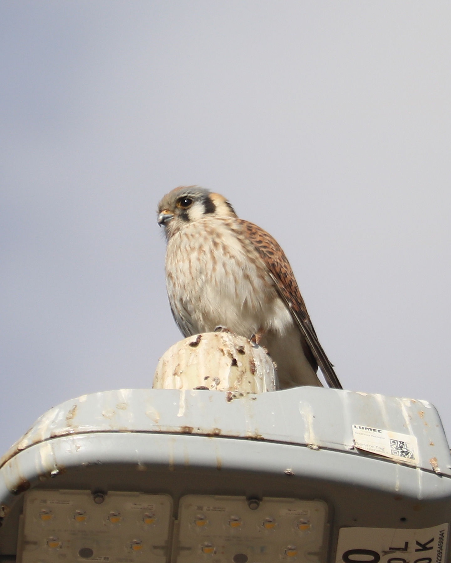 The Kestrel Meets the Woodpecker: A Nature Encounter