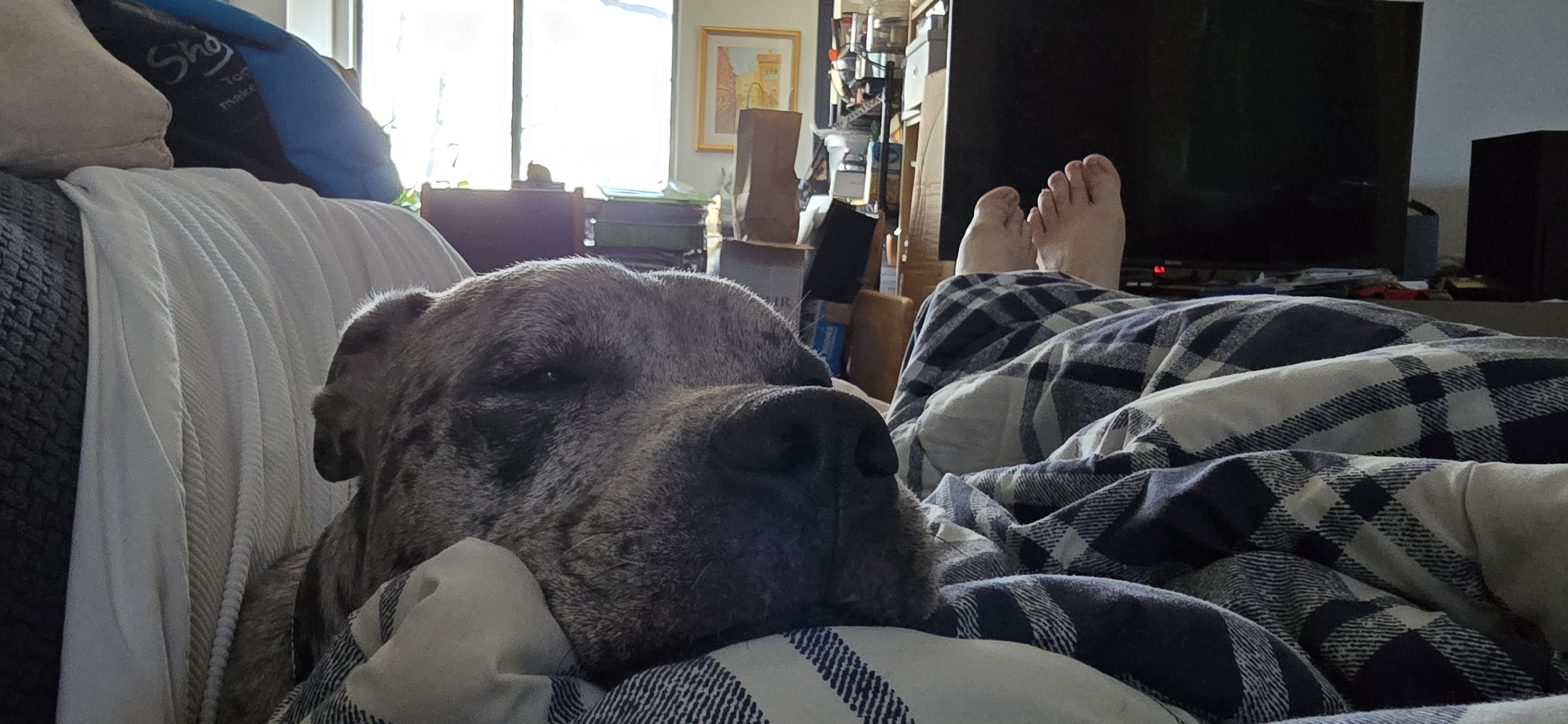 Earl is in serious need of a nap.