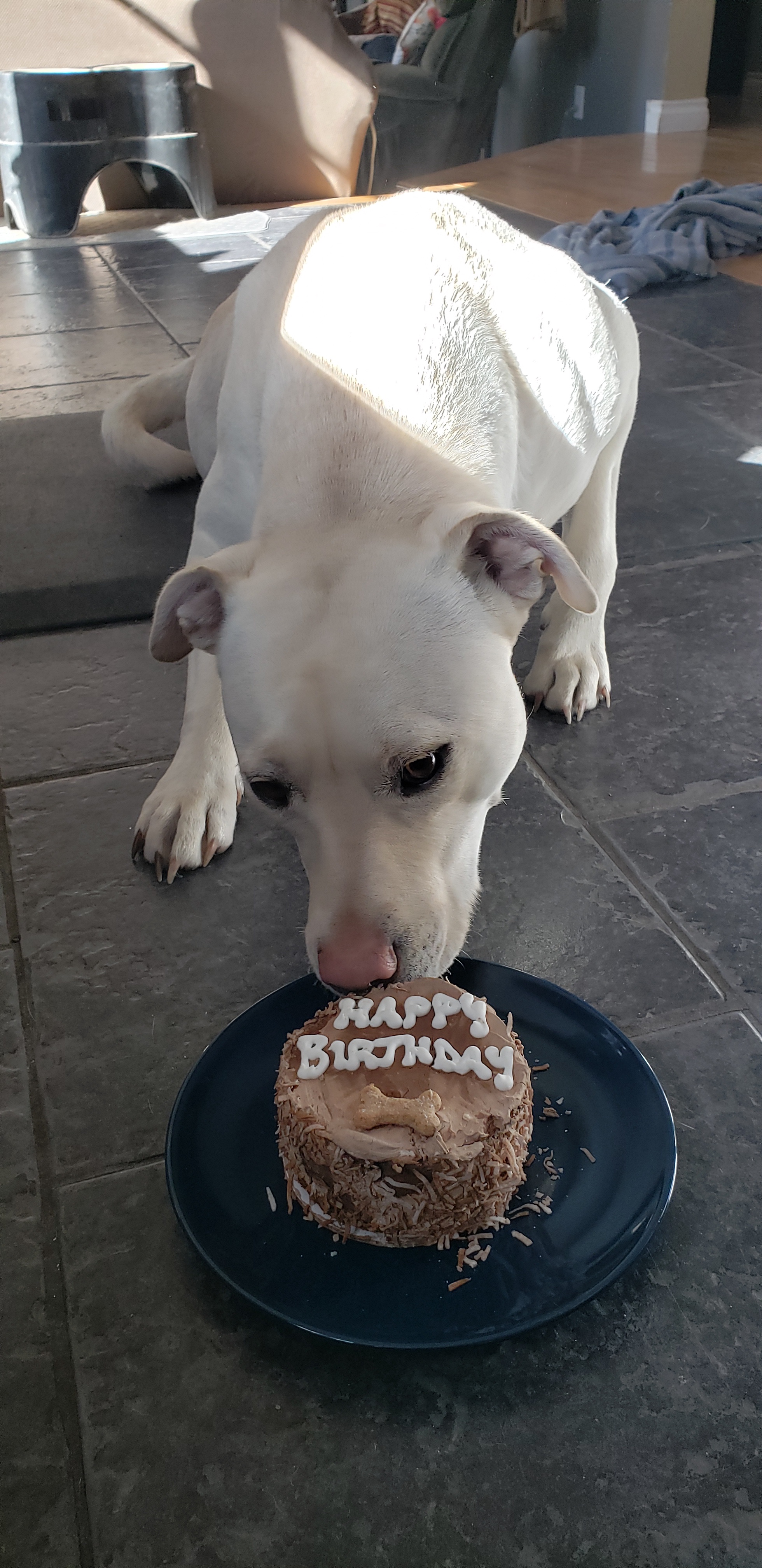 Celebrating My Little Rescue Pup's 2nd Birthday!