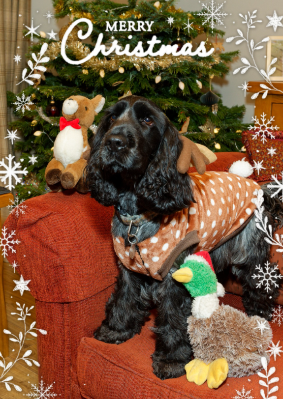 Merry Christmas from Bertie!