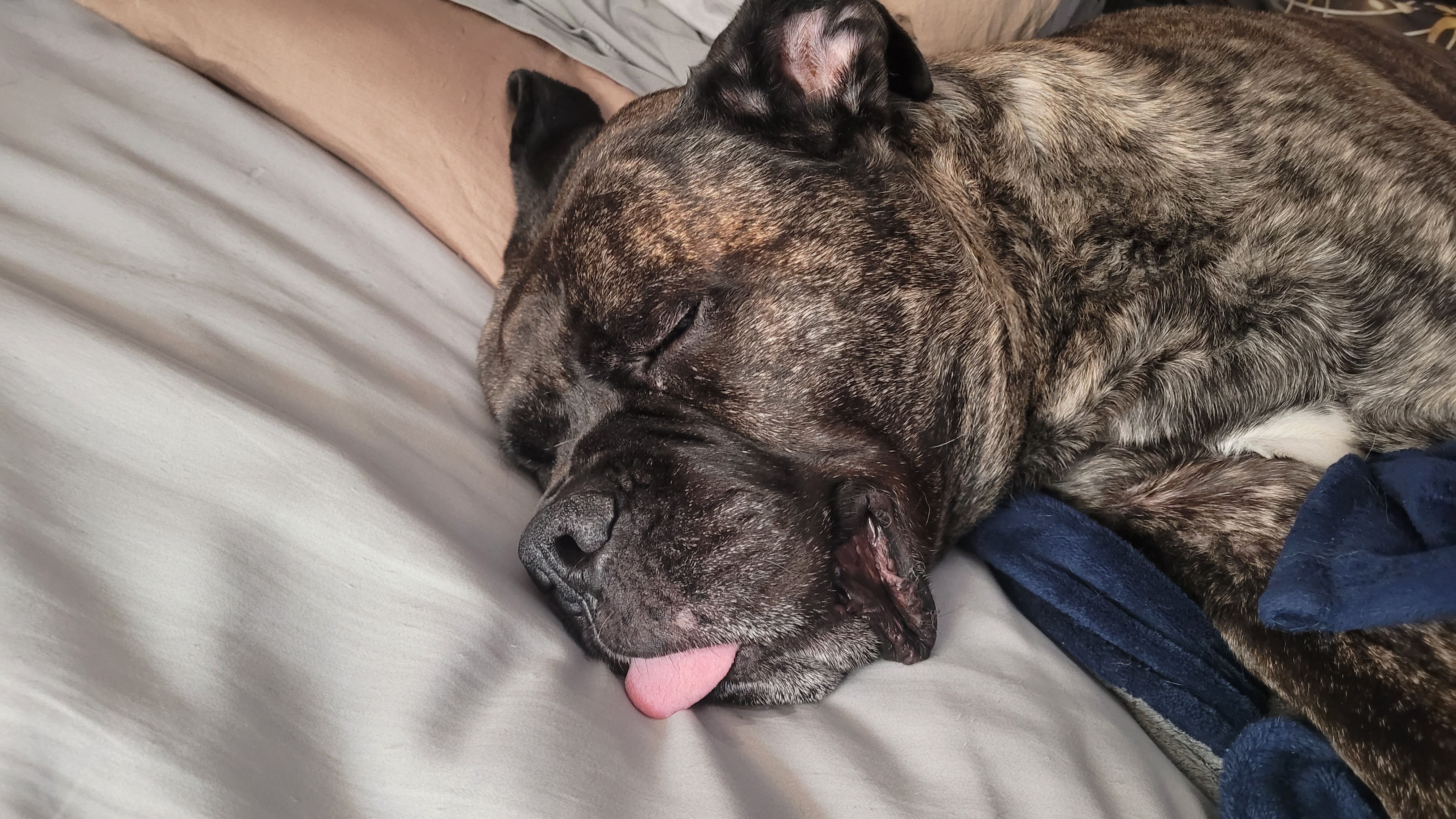Came home to find my almost-10-year-old pup napping with his tongue out like a little puppy!