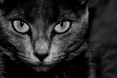 Today's adorable cat feature!