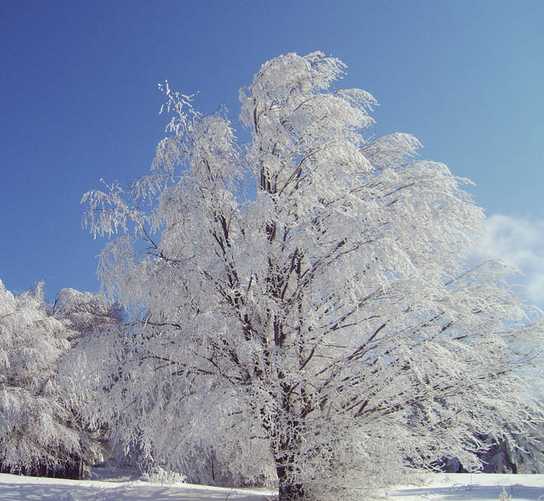 A Majestic Tree Standing Tall