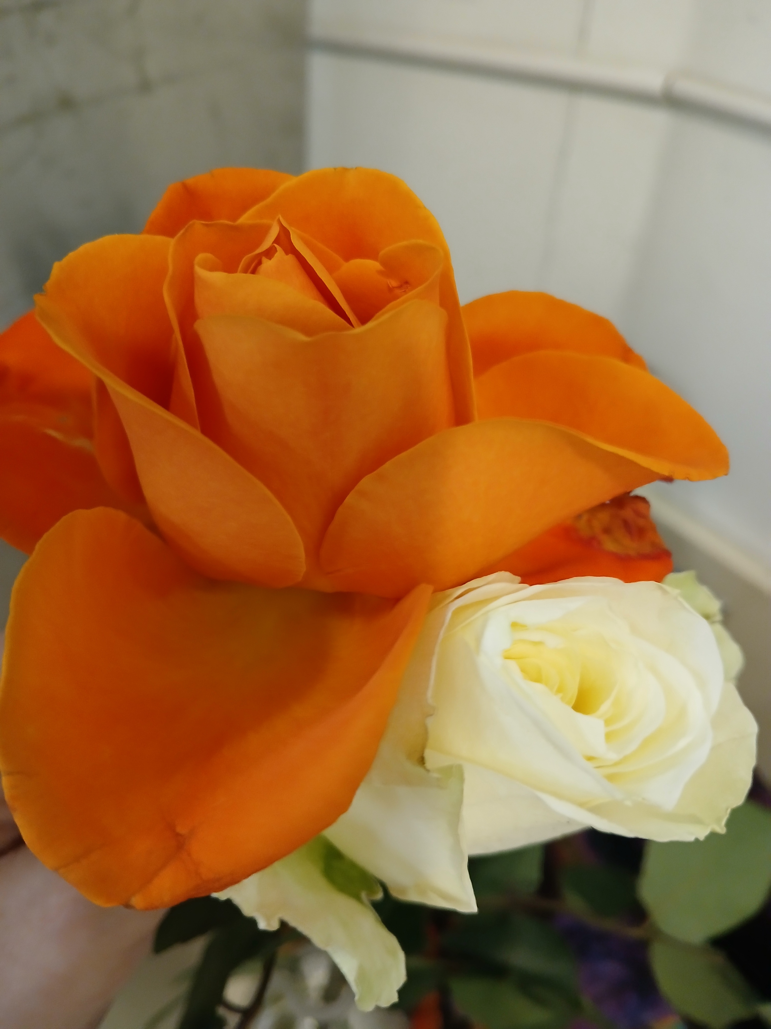 Whimsical Creamsicle Roses That Brighten Any Day
