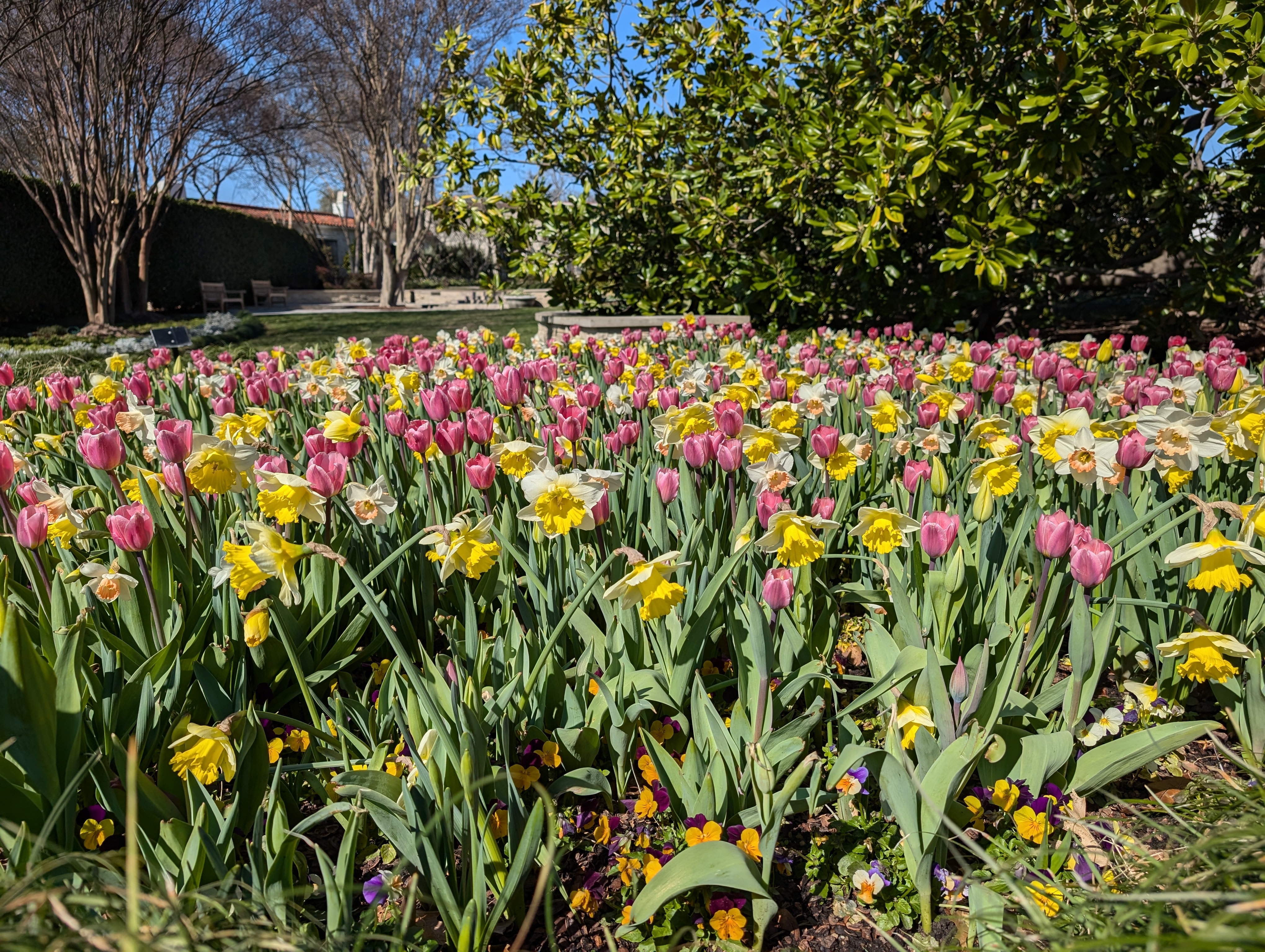 Dallas in Full Bloom: February 23rd Highlights