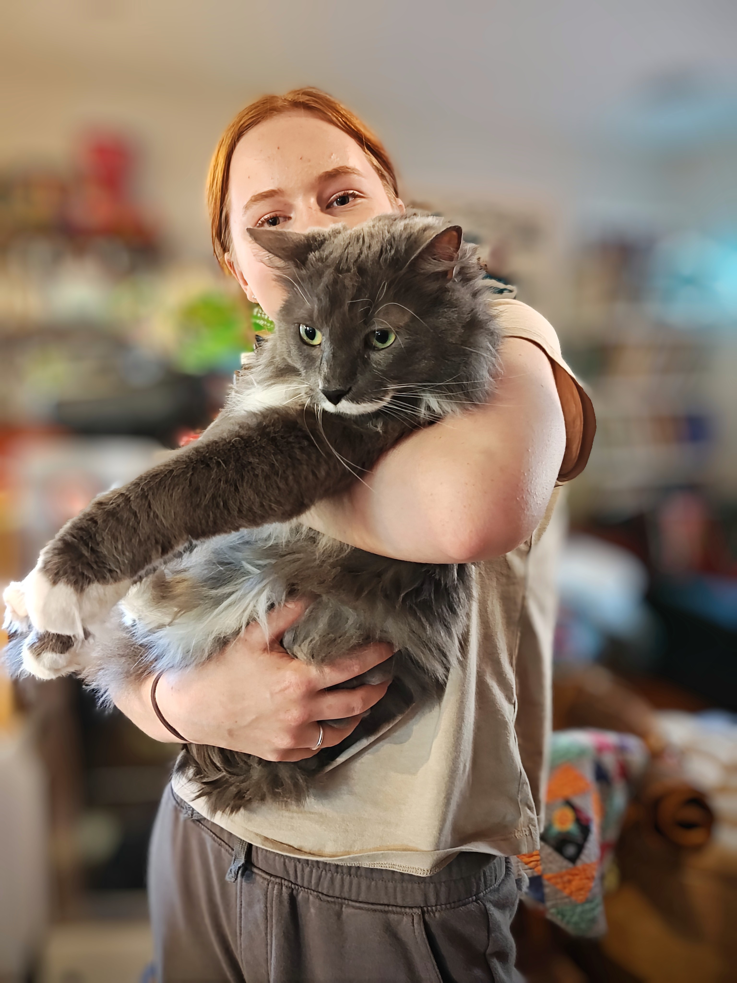 Meet Smudge, Our Maine Coon: Big, Fluffy, and Adorably Hungry!