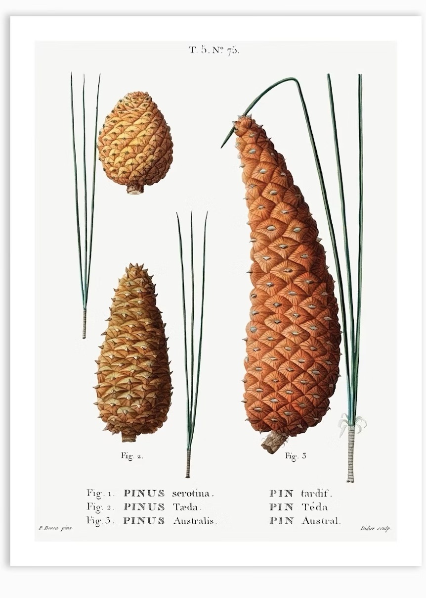 Is This Pinecone Too Mild for You, Paige?
