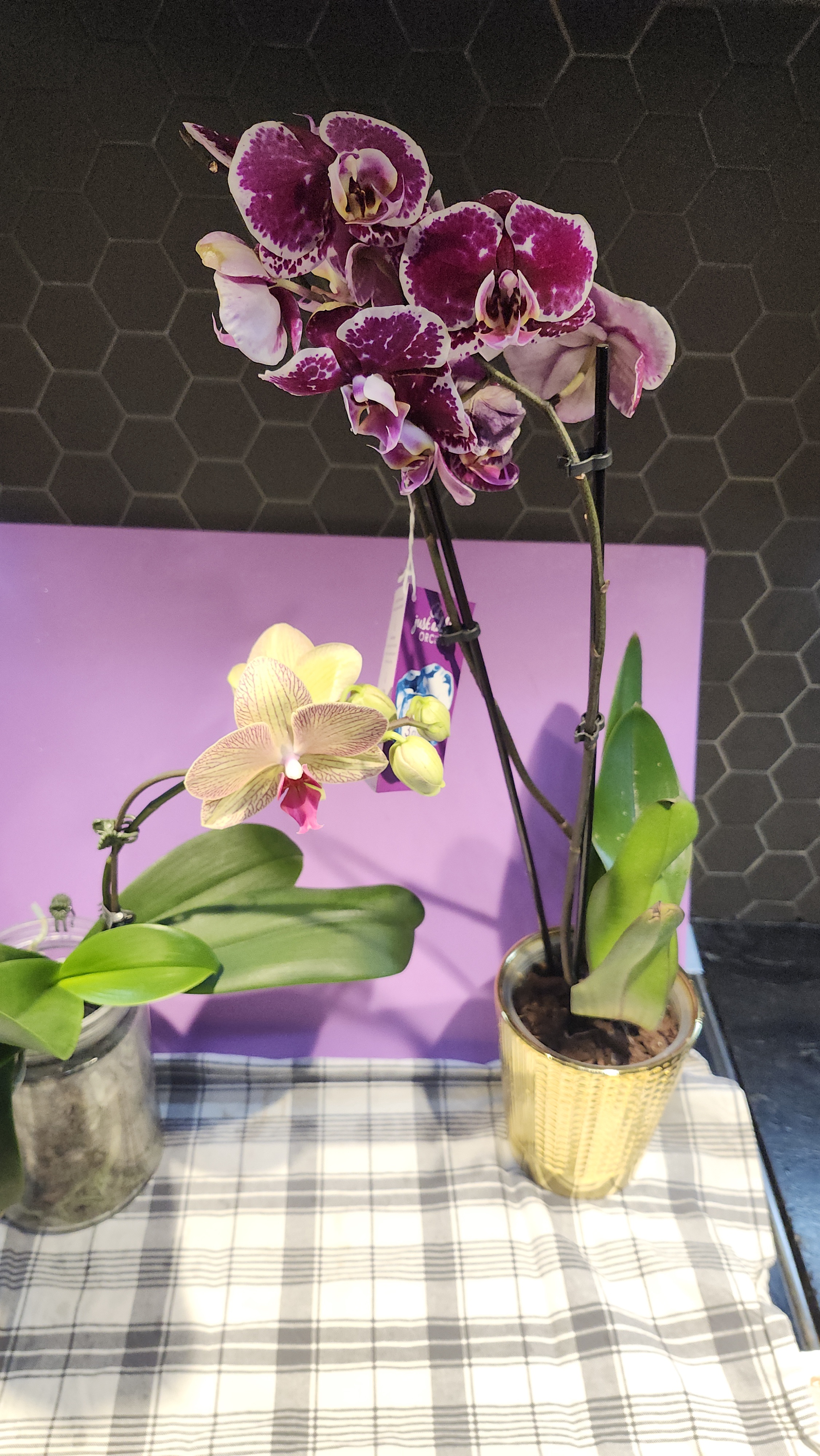 Let's Create Some Orchid Babies Together!