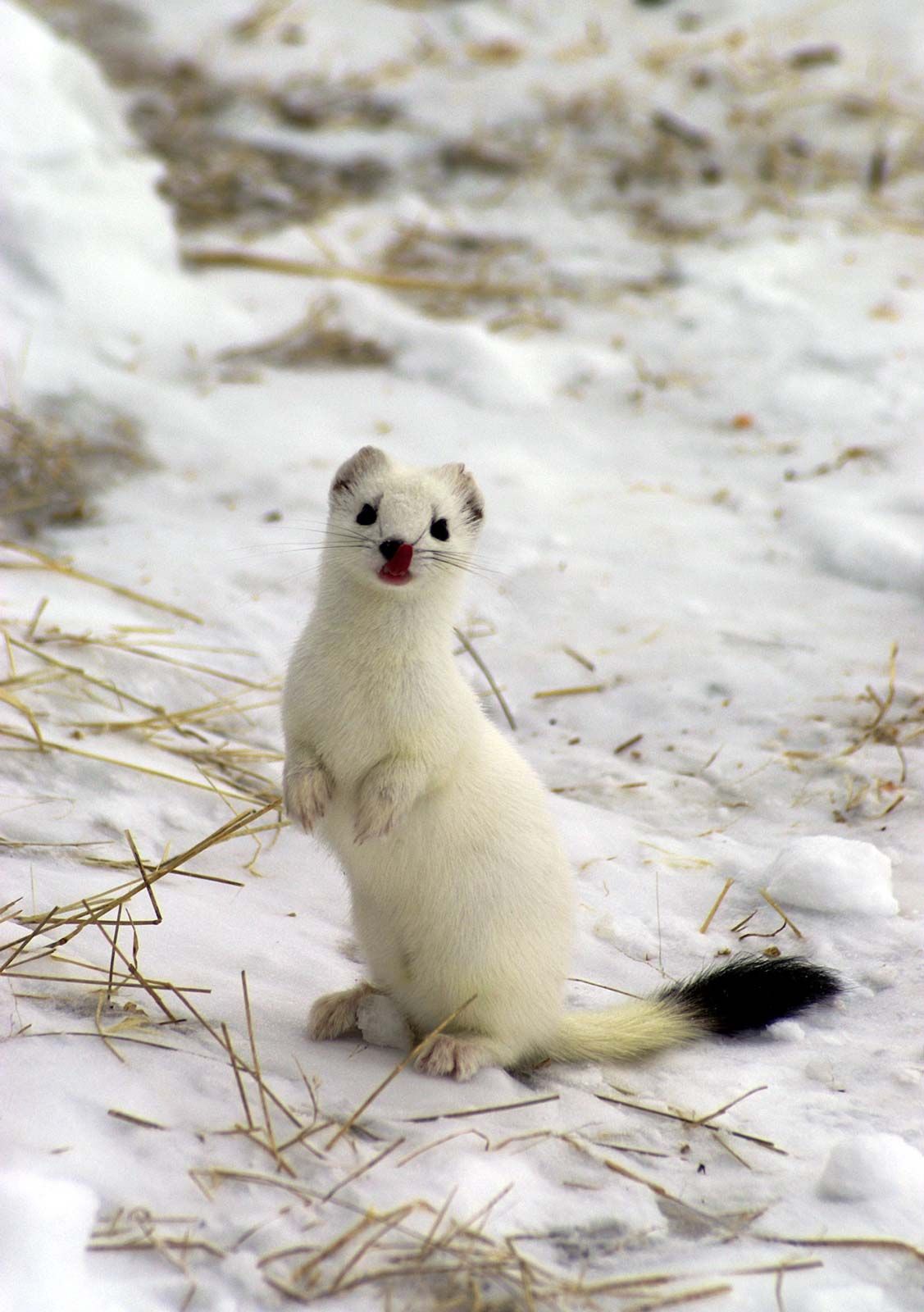 The Elegant Ermine: A Closer Look