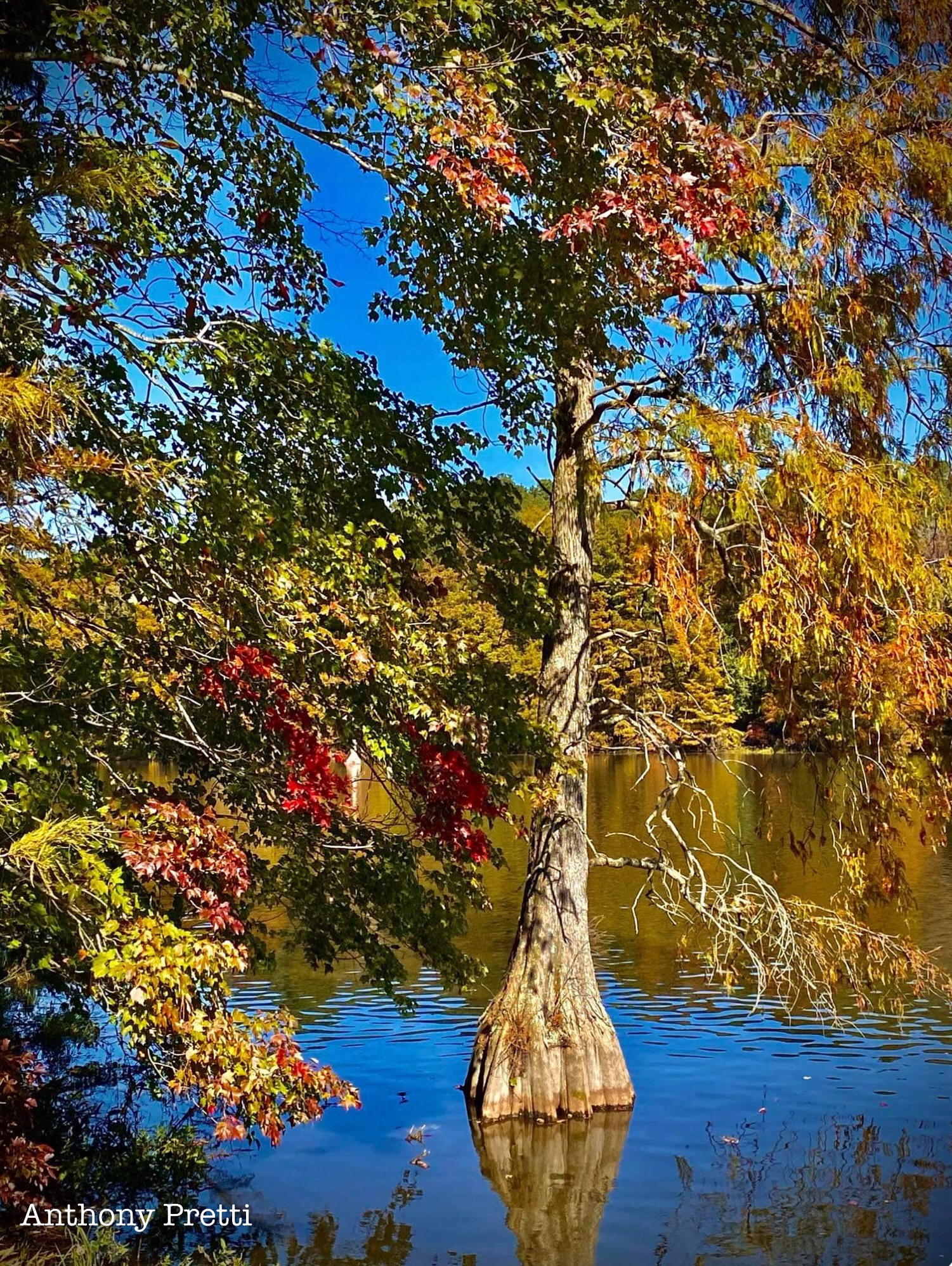 The Majestic Bald Cypress Tree