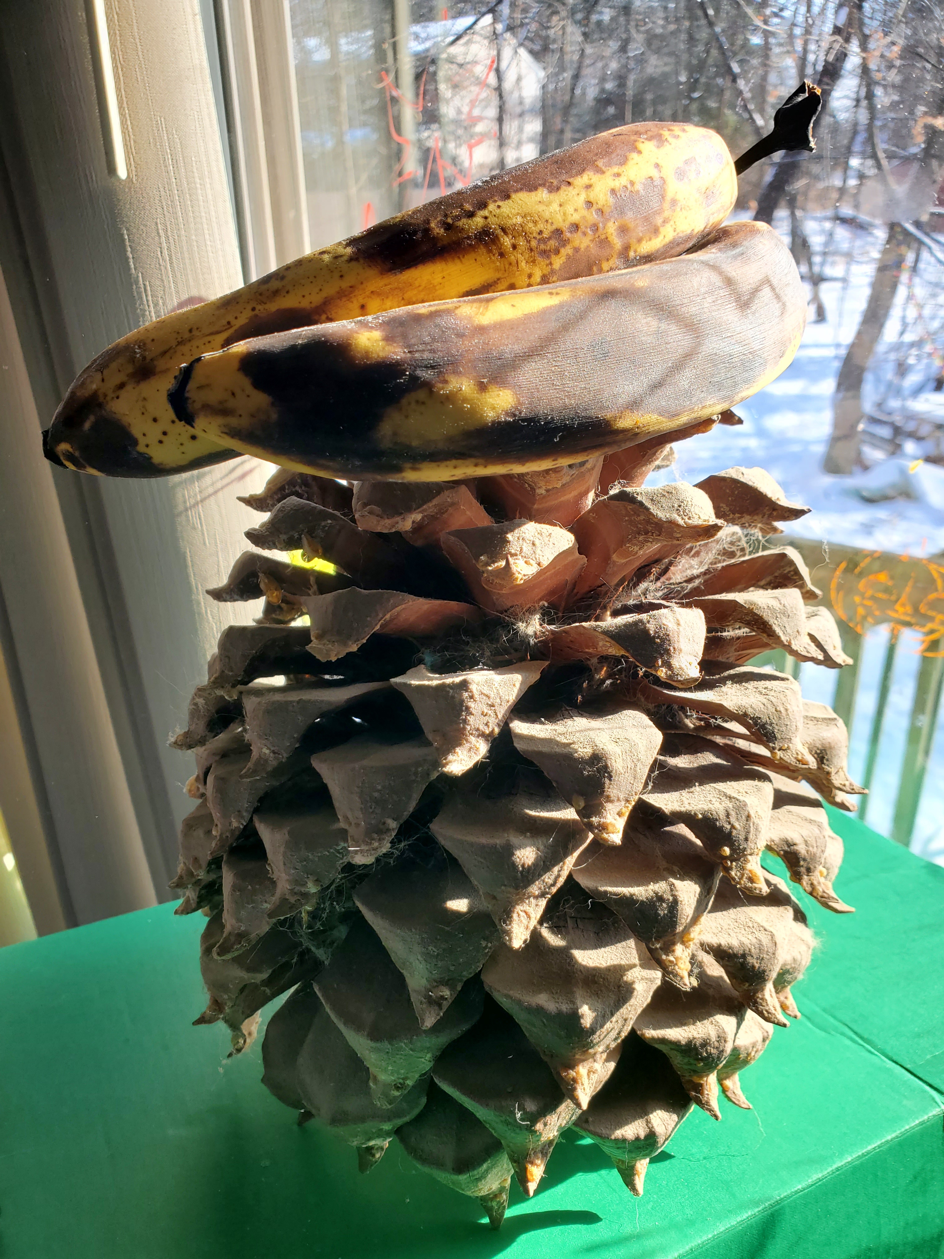 Behold the Mega Pinecone!