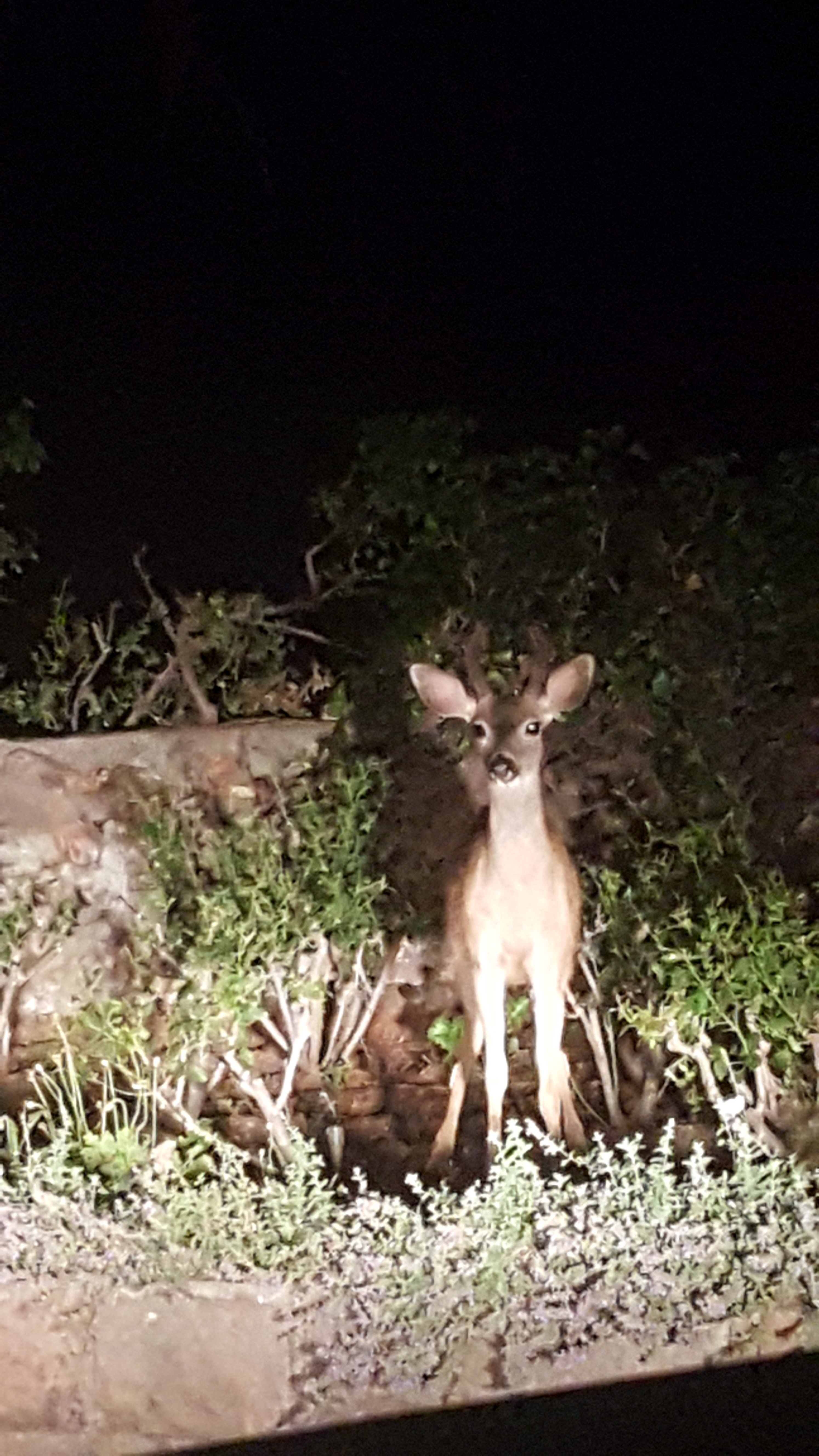 Majestic Deer: Nature's Graceful Creatures