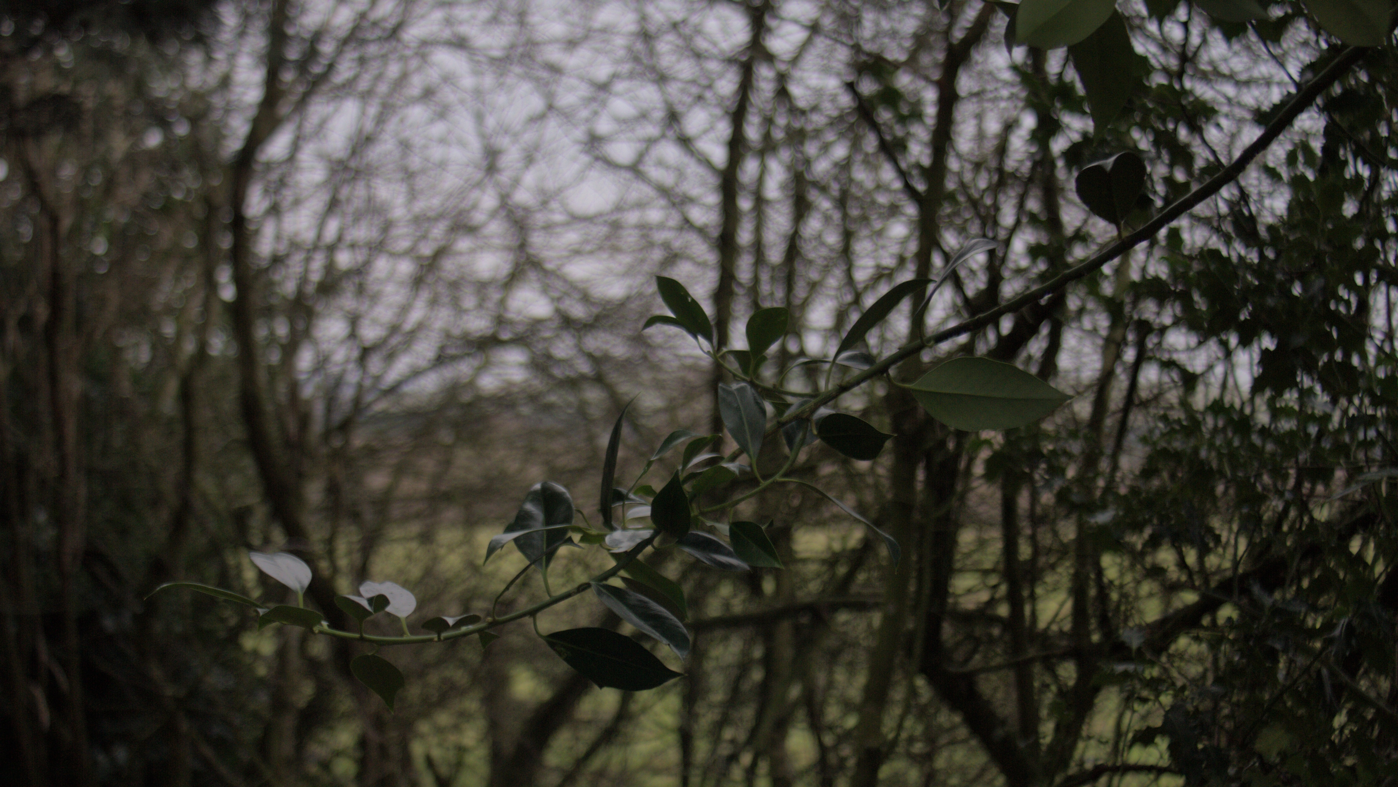 Exploring the Beautiful Shades of Green