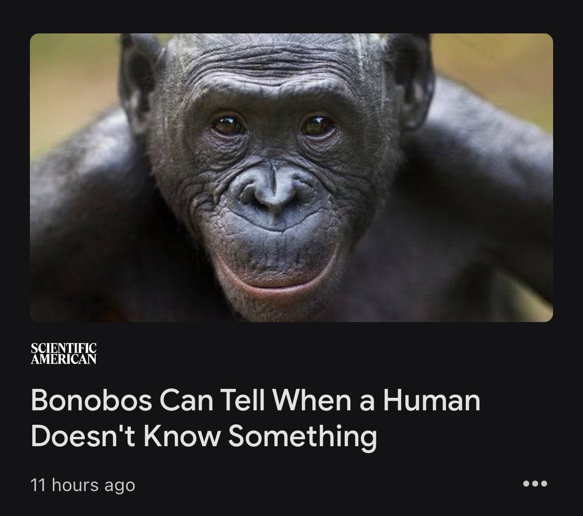 Bonobos Eyeing the US with Utter Confusion