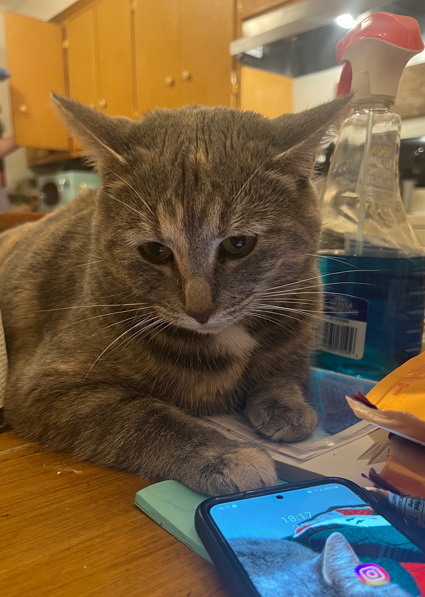 A Daily Dose of Cat Pictures to Get You Through Tough Times