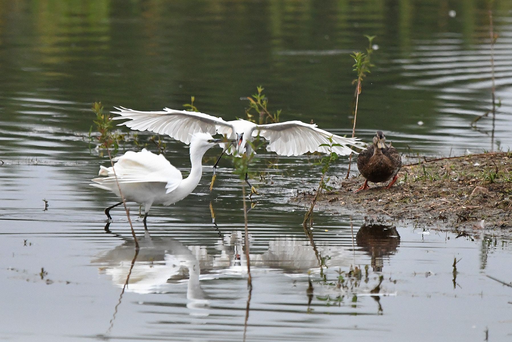 Conflict Among the Little Egrets in France (Vienne Department, 08/24)